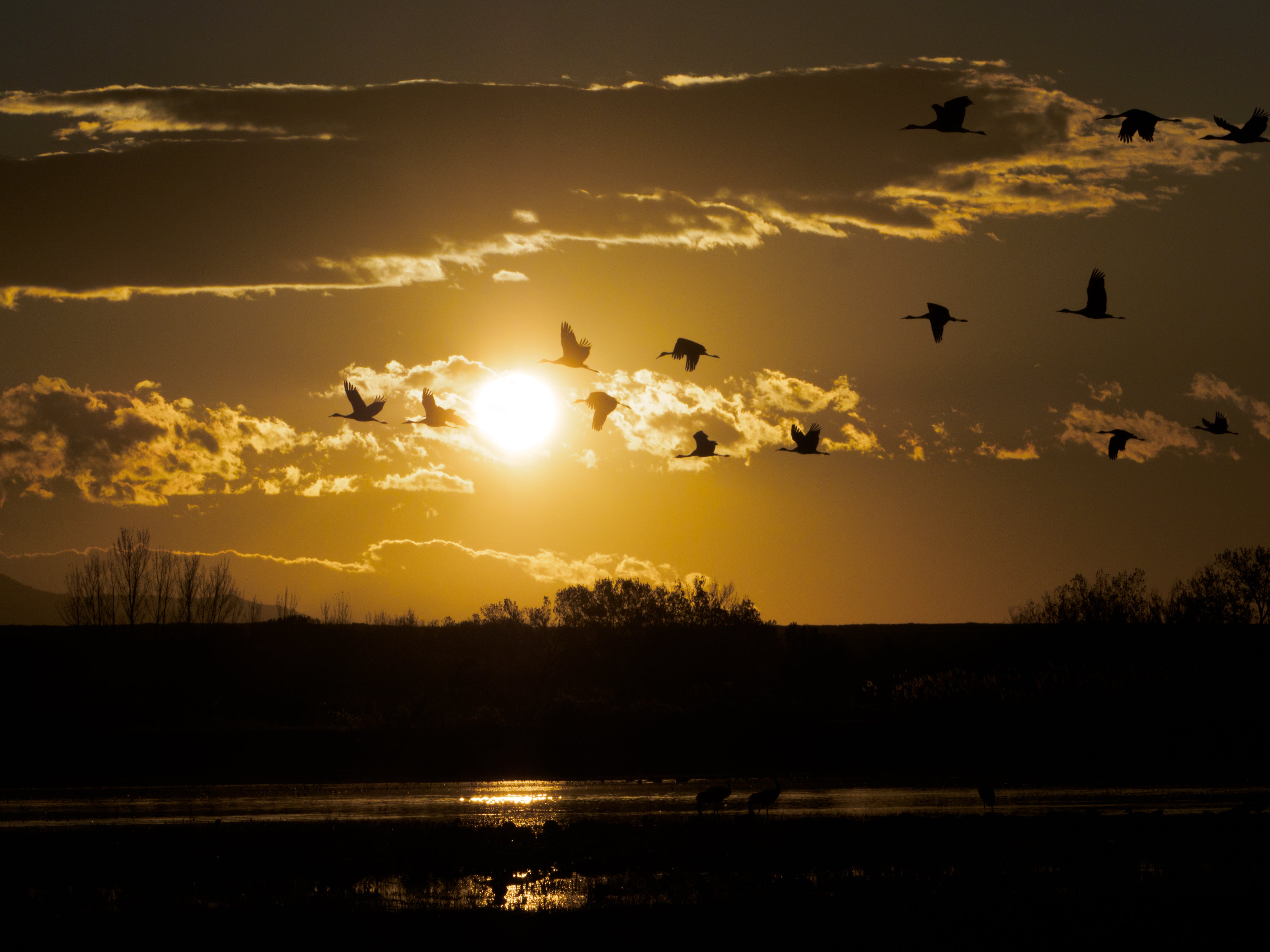 2027 Mastering Birds in Flight - New Mexico