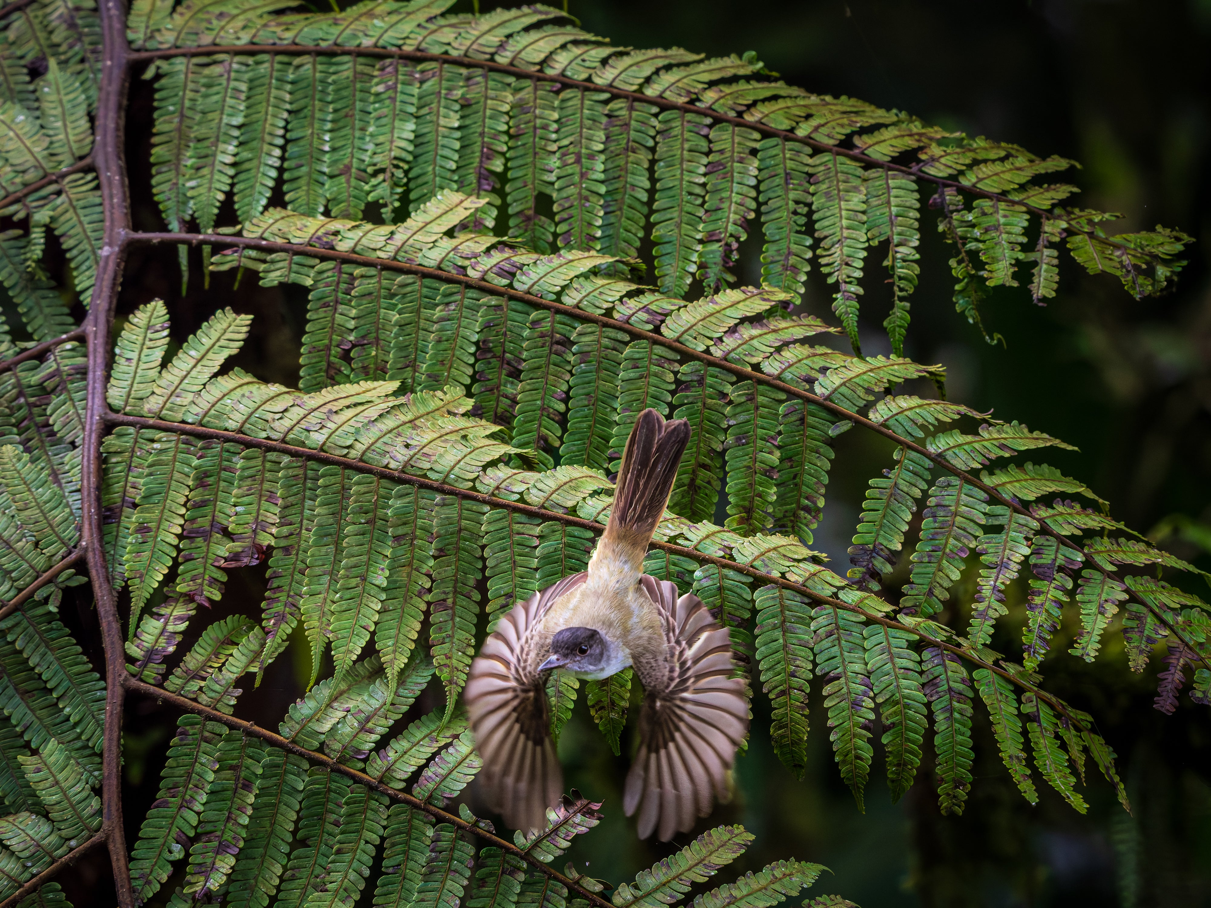 Flycatcher Launching into Flight.jpg