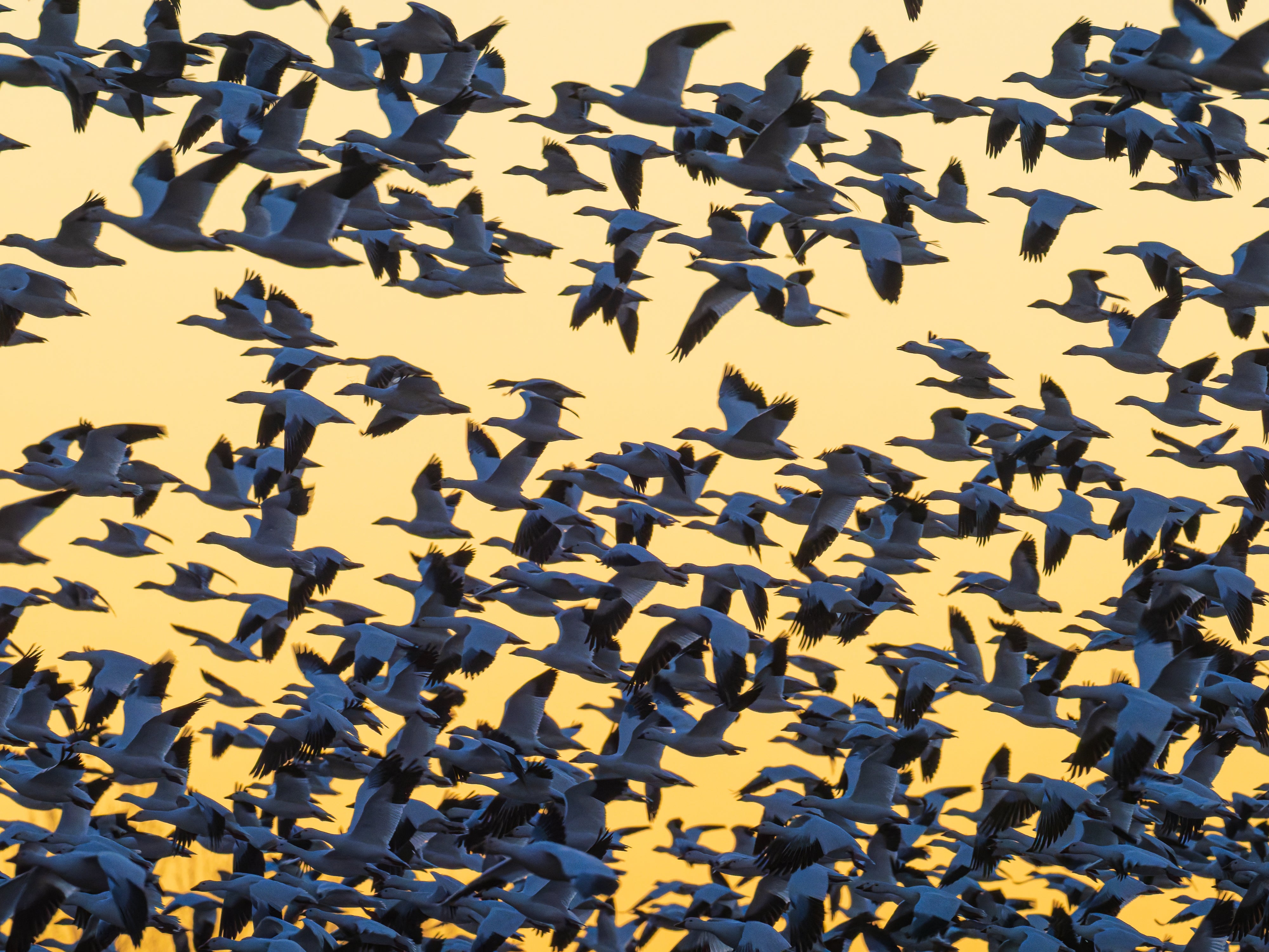 2027 Mastering Birds in Flight - New Mexico