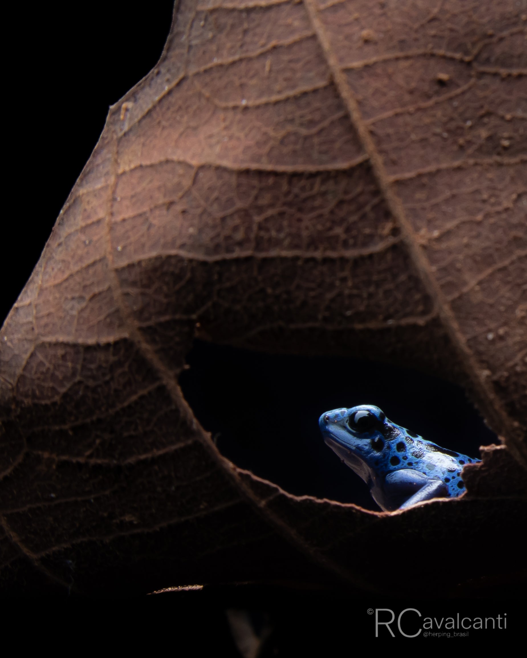 2027 The Jewels of Northern Brazil - Macro Photography - OM System Only