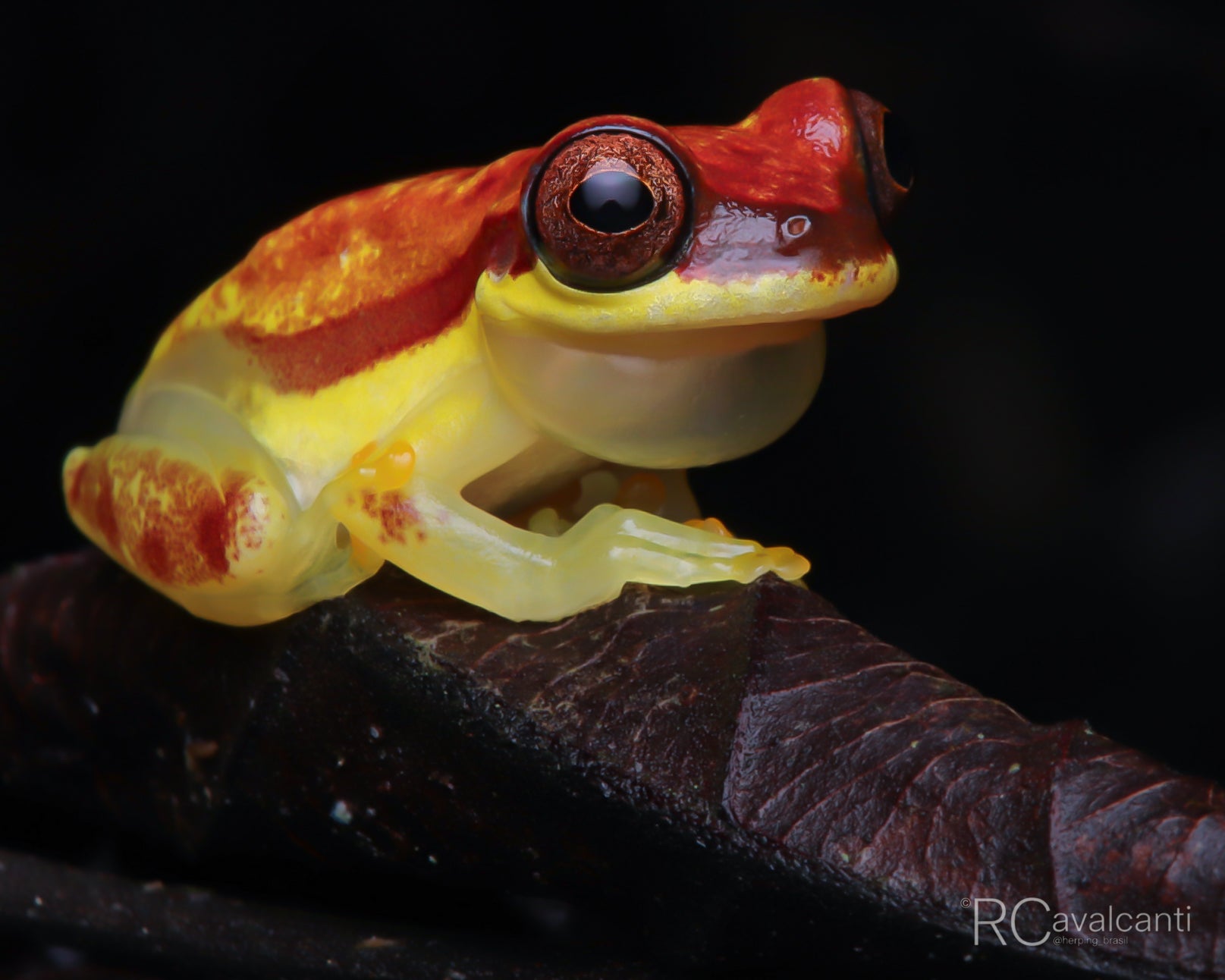 2027 The Jewels of Northern Brazil - Macro Photography - OM System Only
