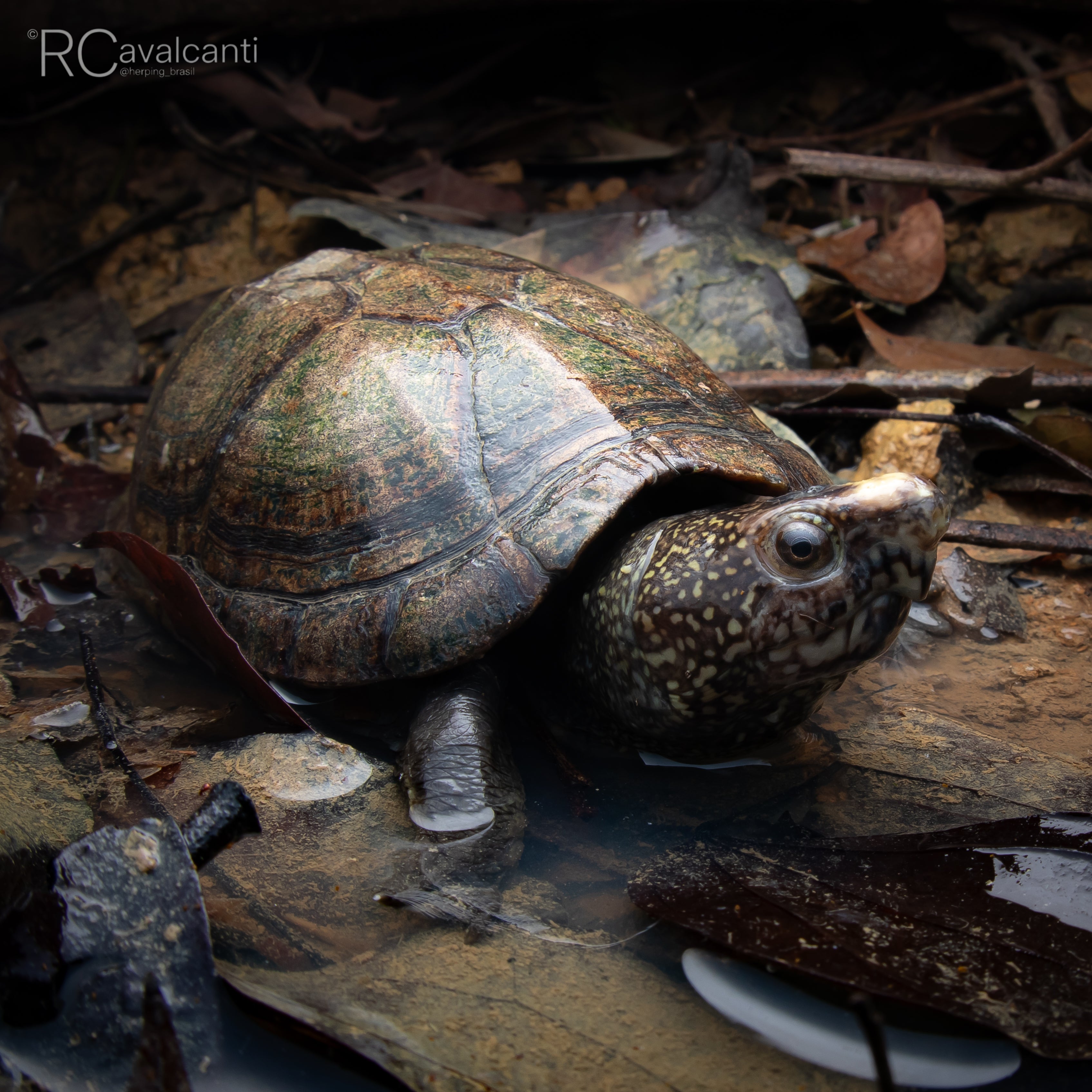 2027 The Jewels of Northern Brazil - Macro Photography - OM System Only