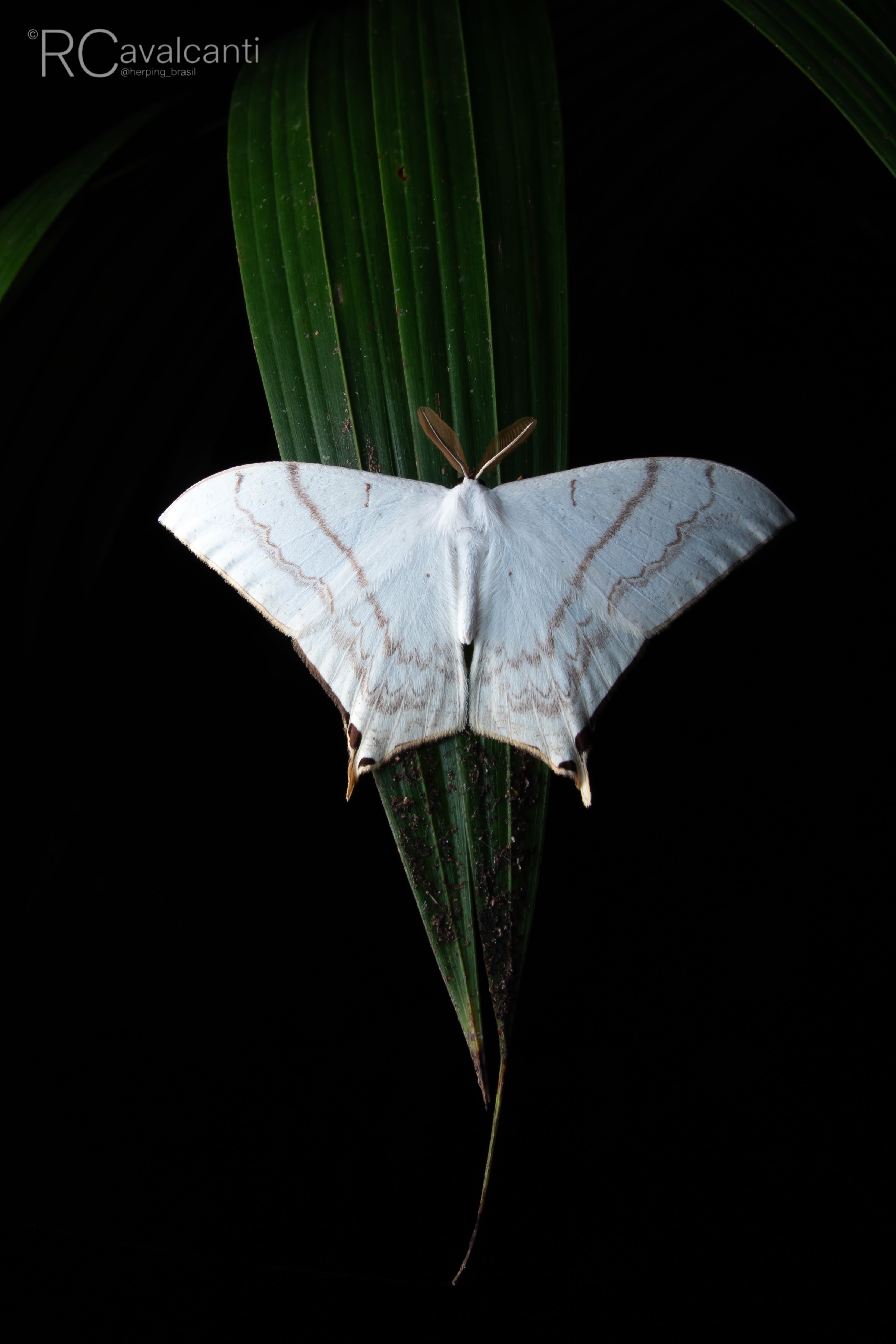 2027 The Jewels of Northern Brazil - Macro Photography - OM System Only
