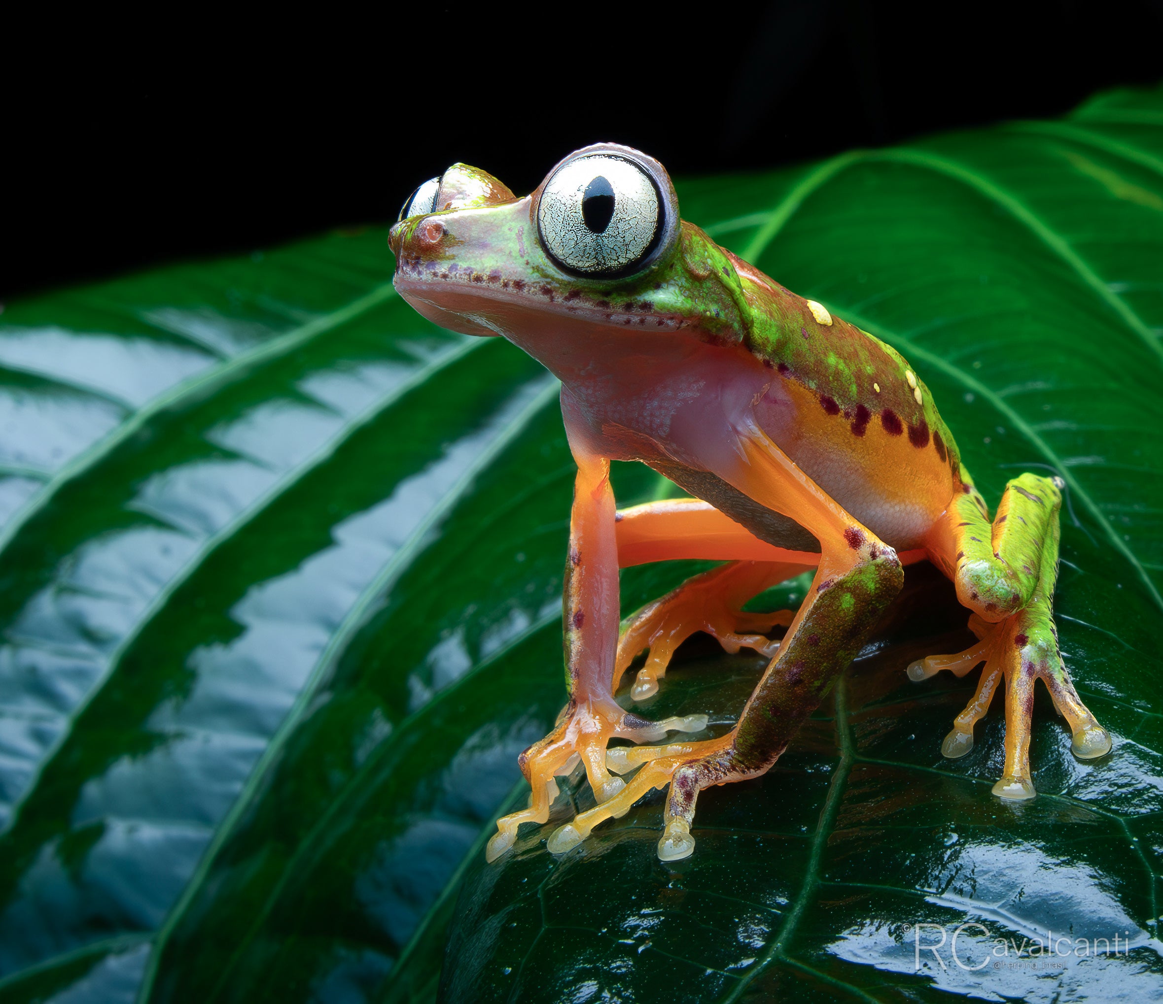 2027 Bahia Rainforest Expedition - OM System Only