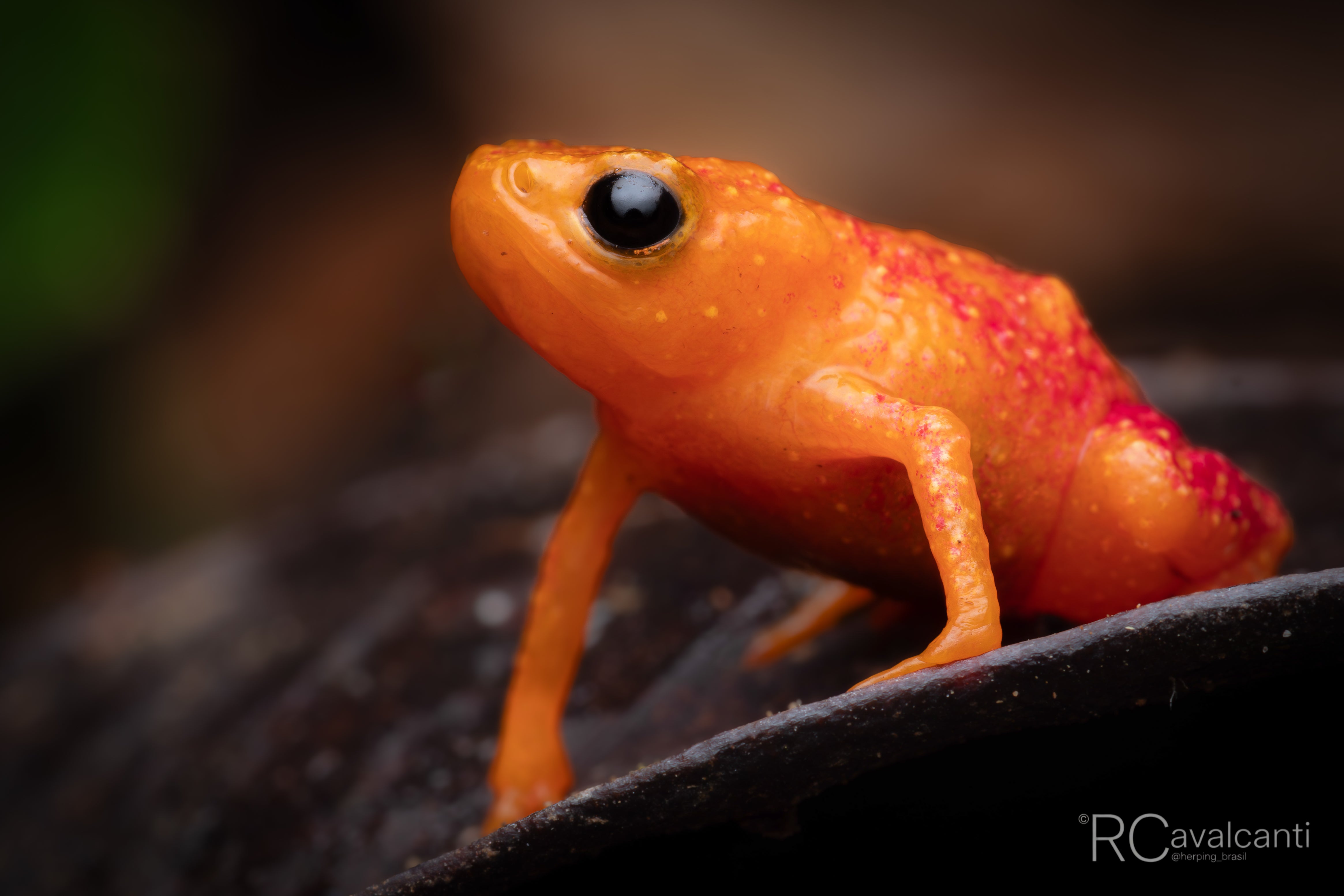 2027 Bahia Rainforest Expedition - OM System Only