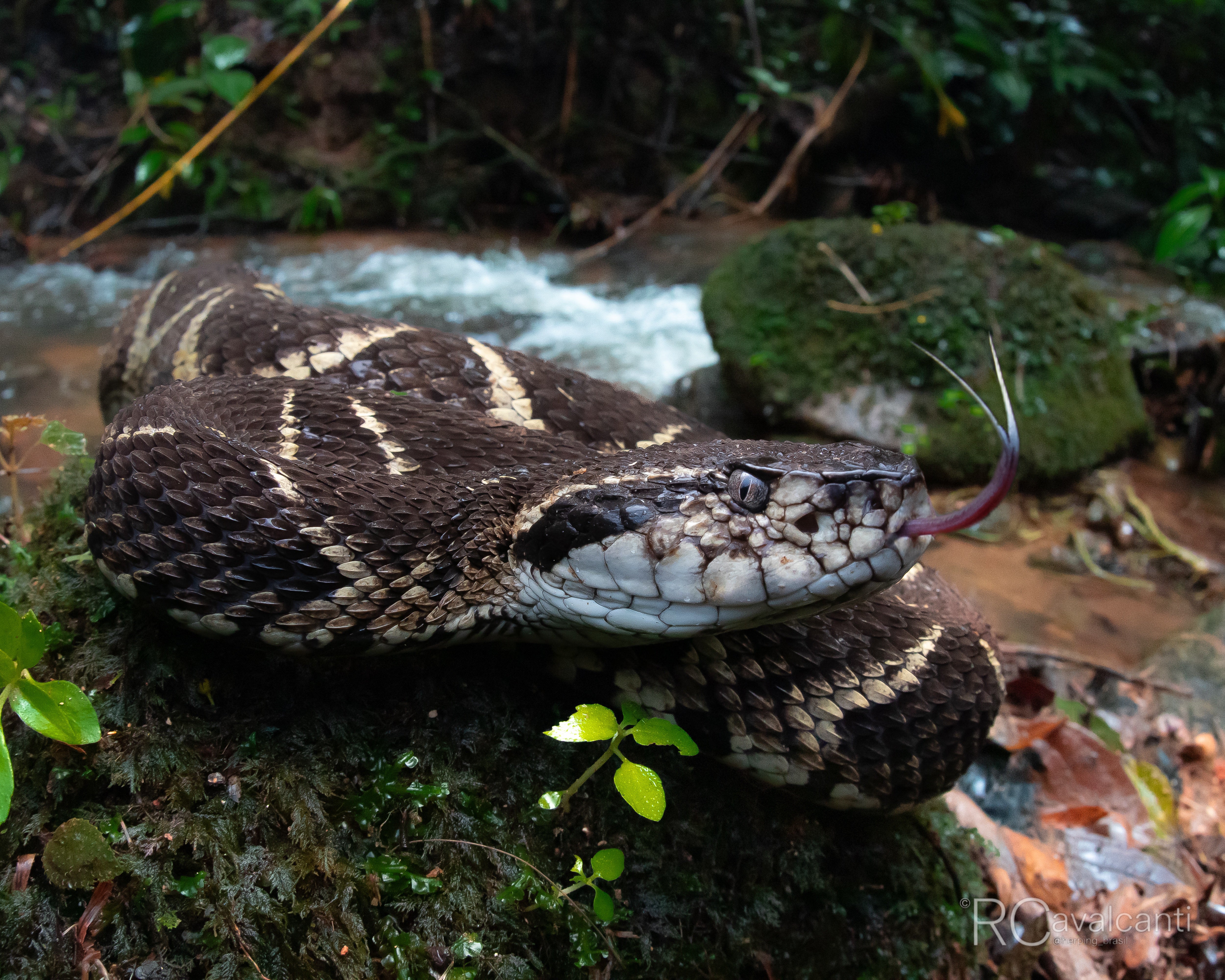 2027 Bahia Rainforest Expedition - OM System Only