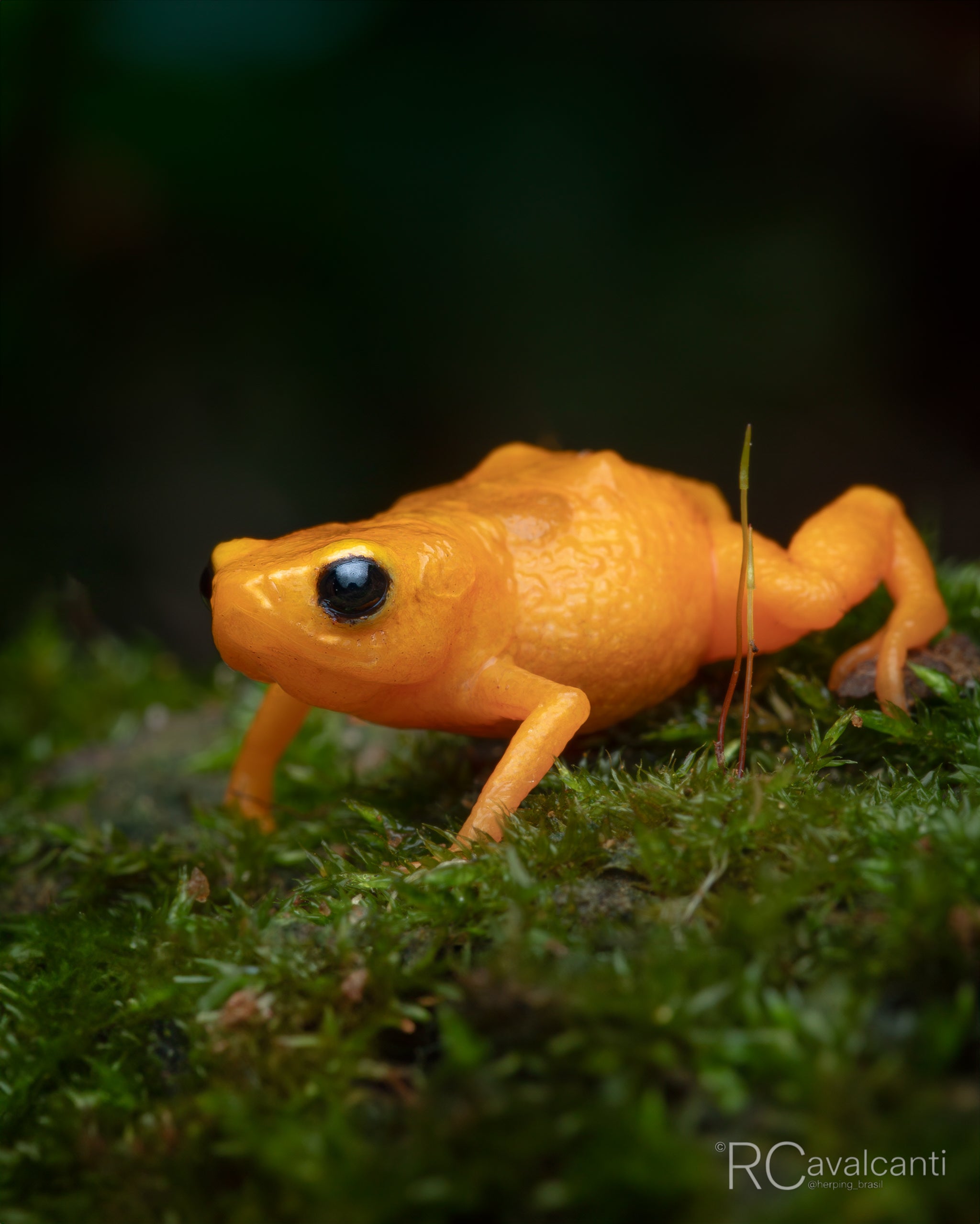 2027 Bahia Rainforest Expedition - OM System Only