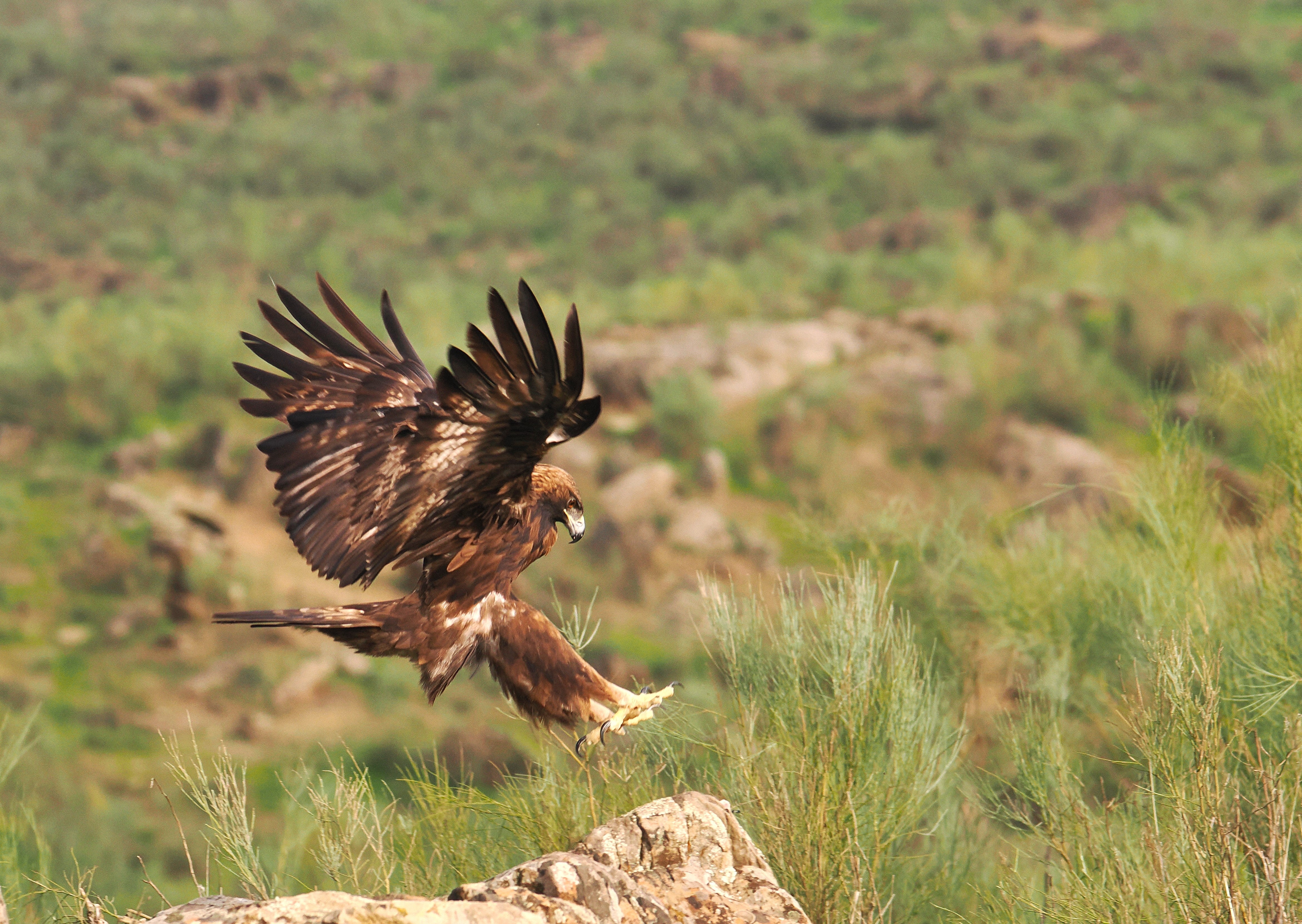 2027 Spain's Amazing Wildlife: Master Wildlife Photography