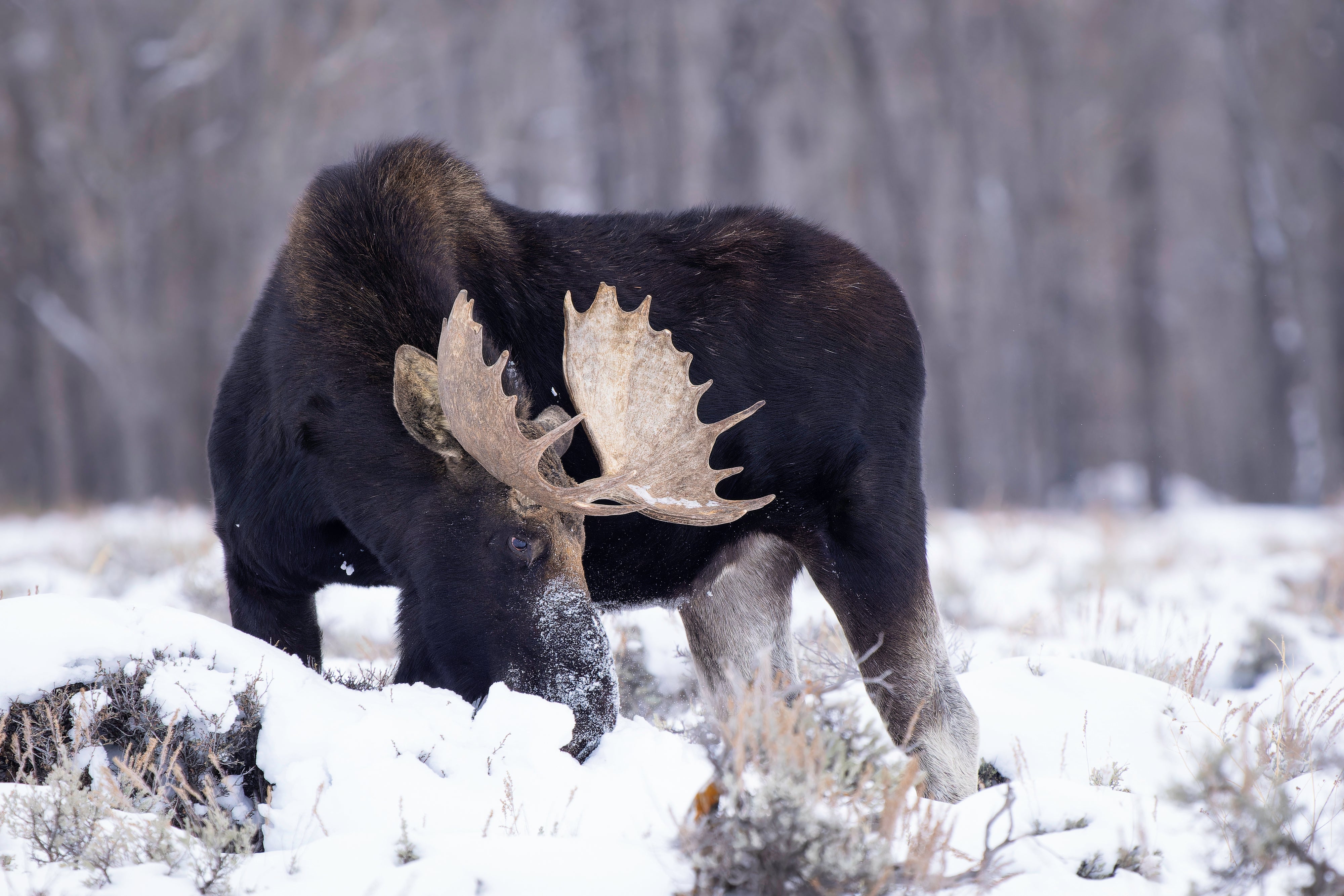 2027 Grand Teton in Winter: Mastering Winter Landscapes
