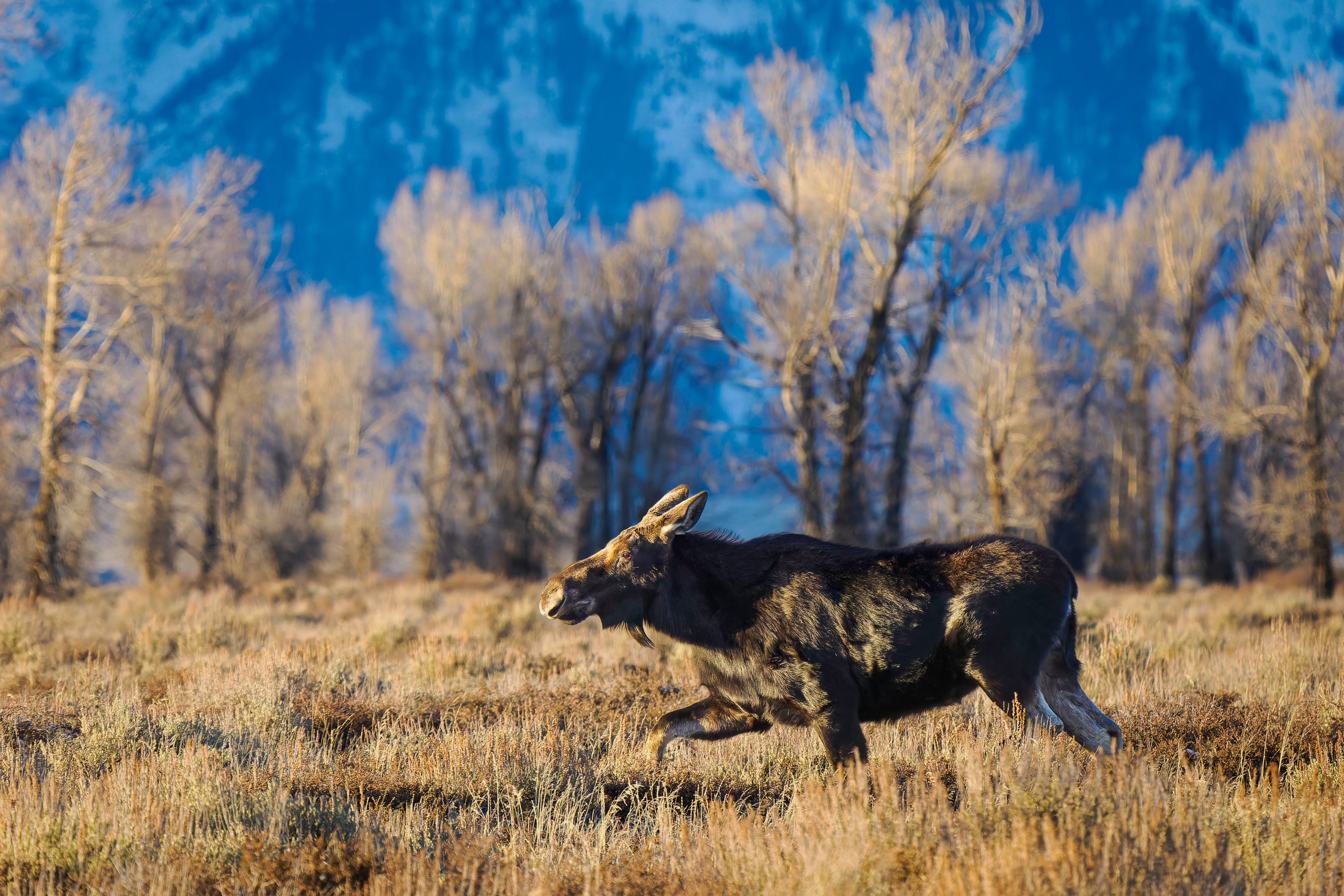 2027 Grand Teton in Winter: Mastering Winter Landscapes