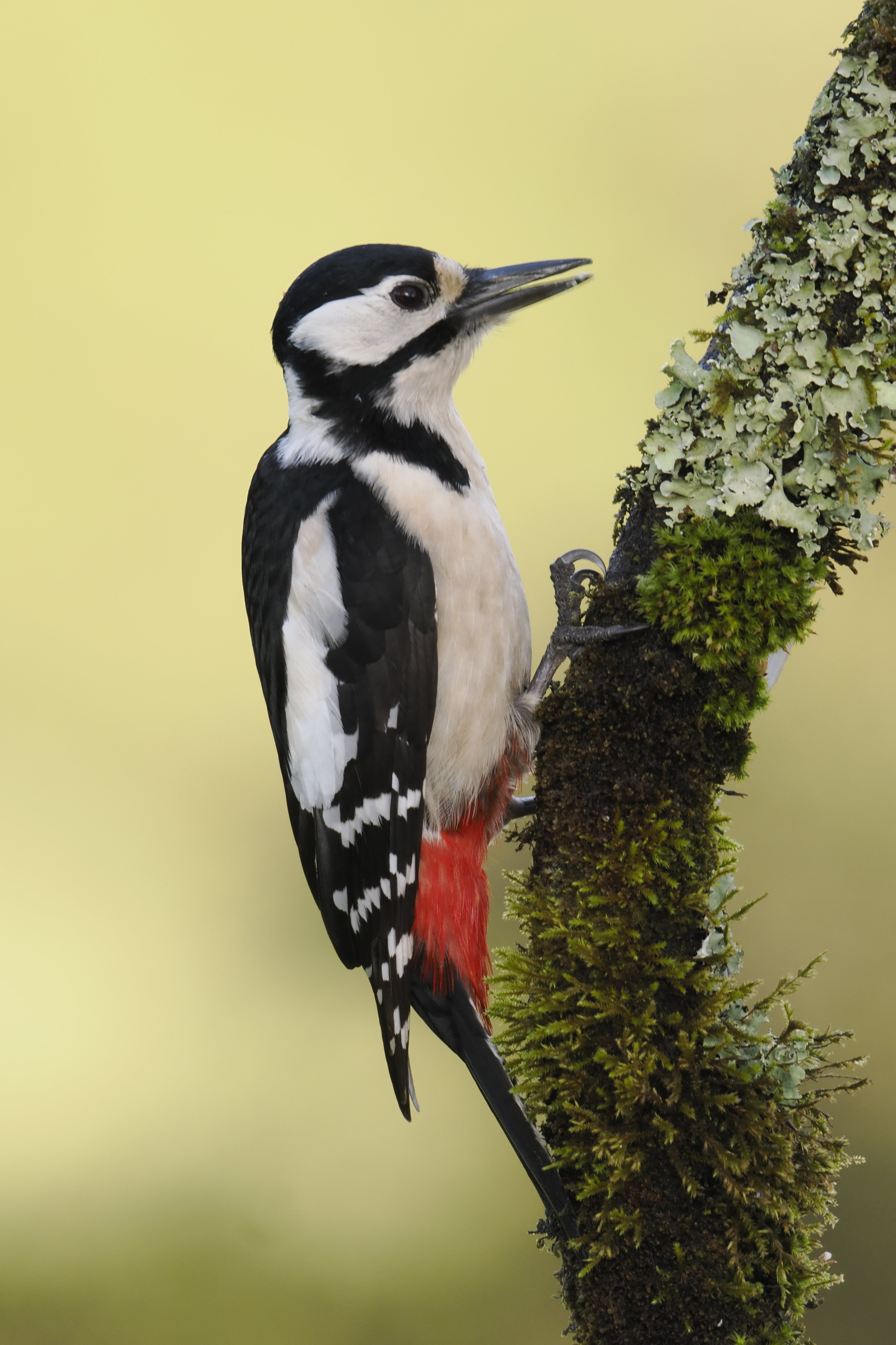 2027 Spain's Amazing Wildlife: Master Wildlife Photography
