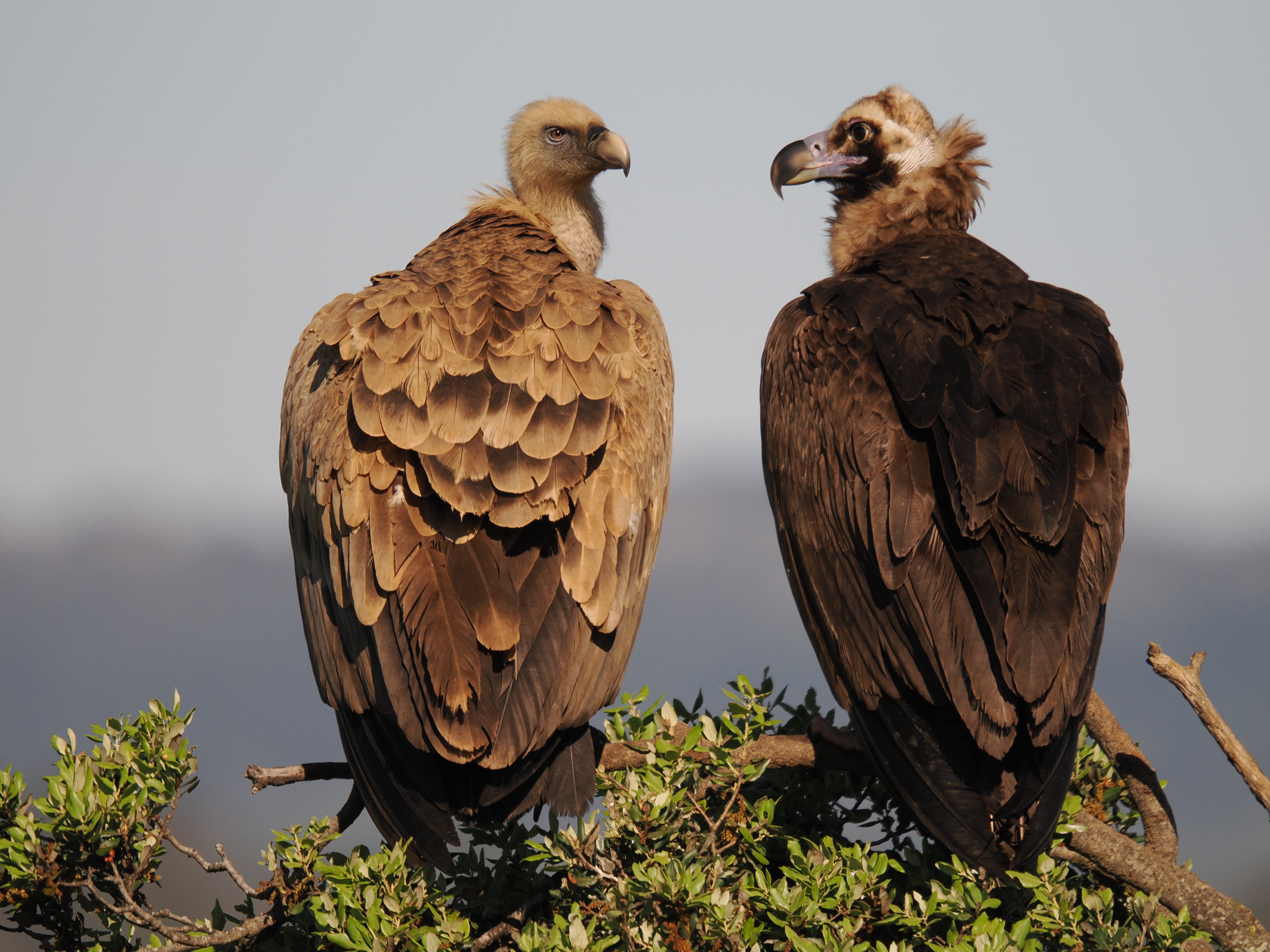 2027 Spain's Amazing Wildlife: Master Wildlife Photography