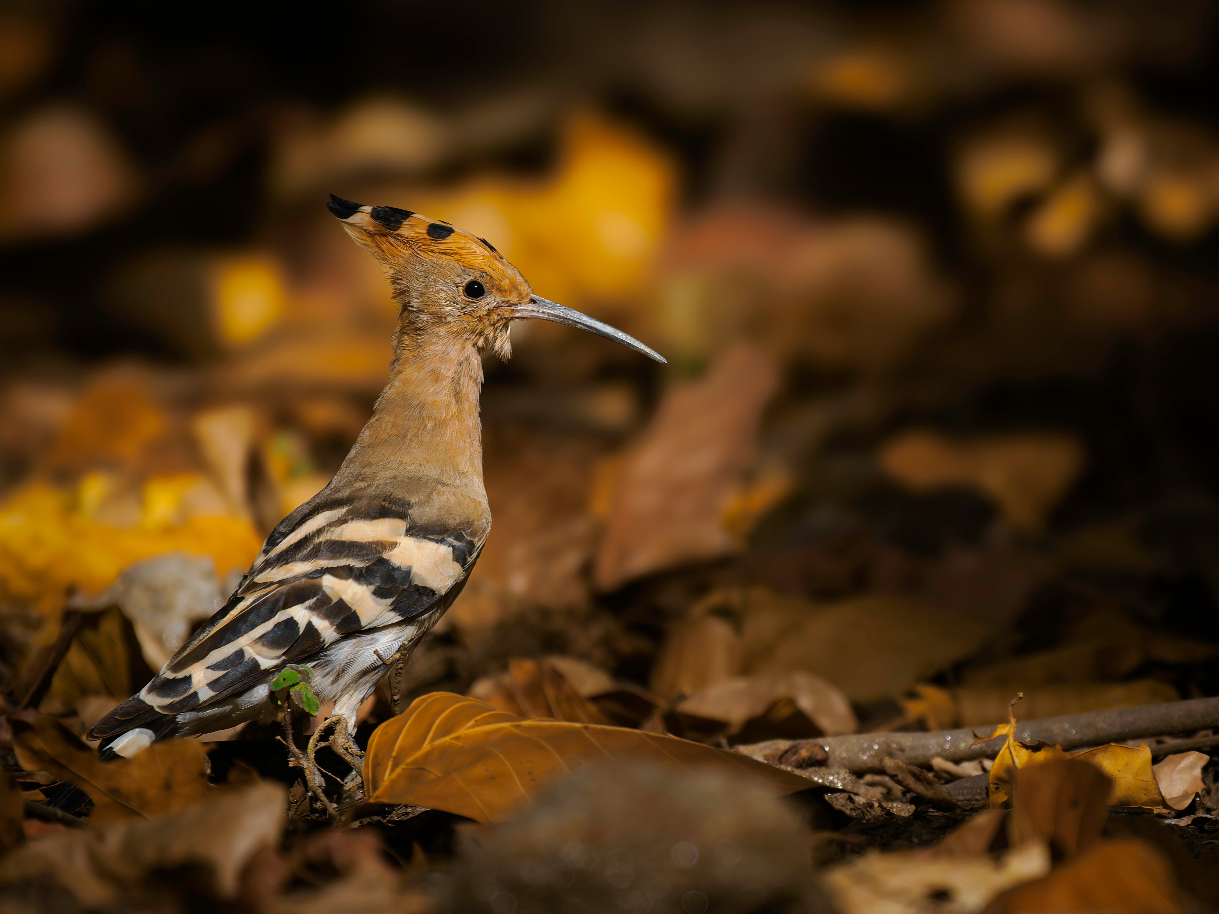 2027 Grand India Adventure - OM System Only: Master Fieldcraft Workshop