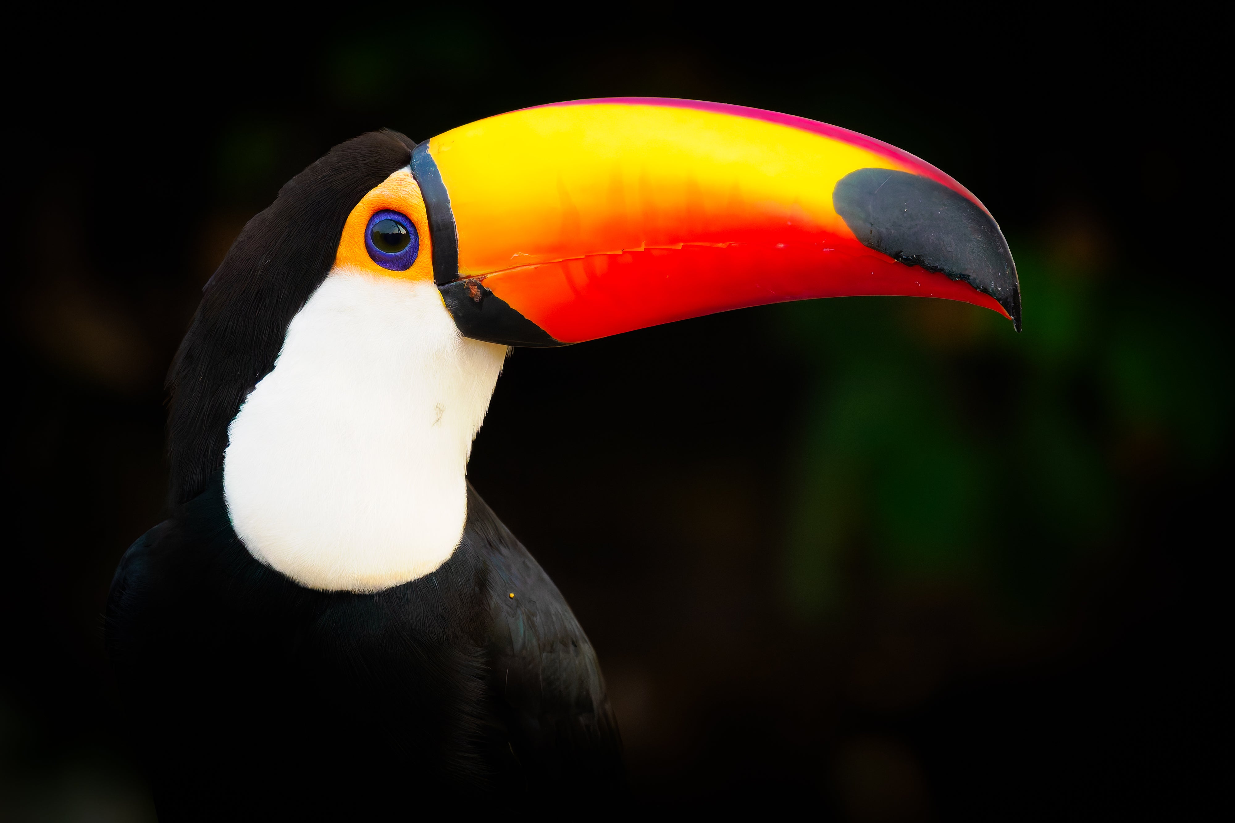 ISO 16000 Toucan.jpg