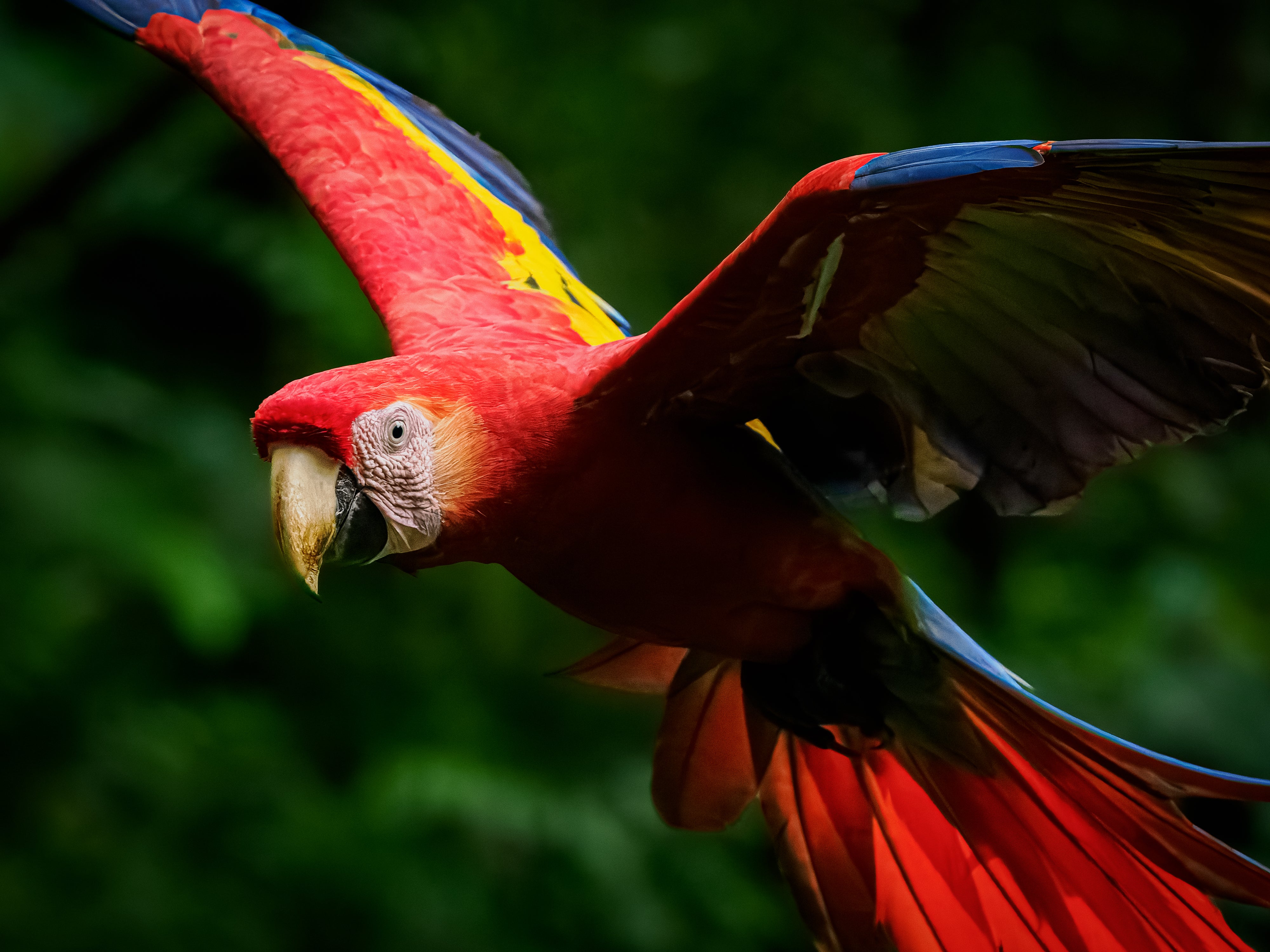 ISO 256000 Macaw.jpg
