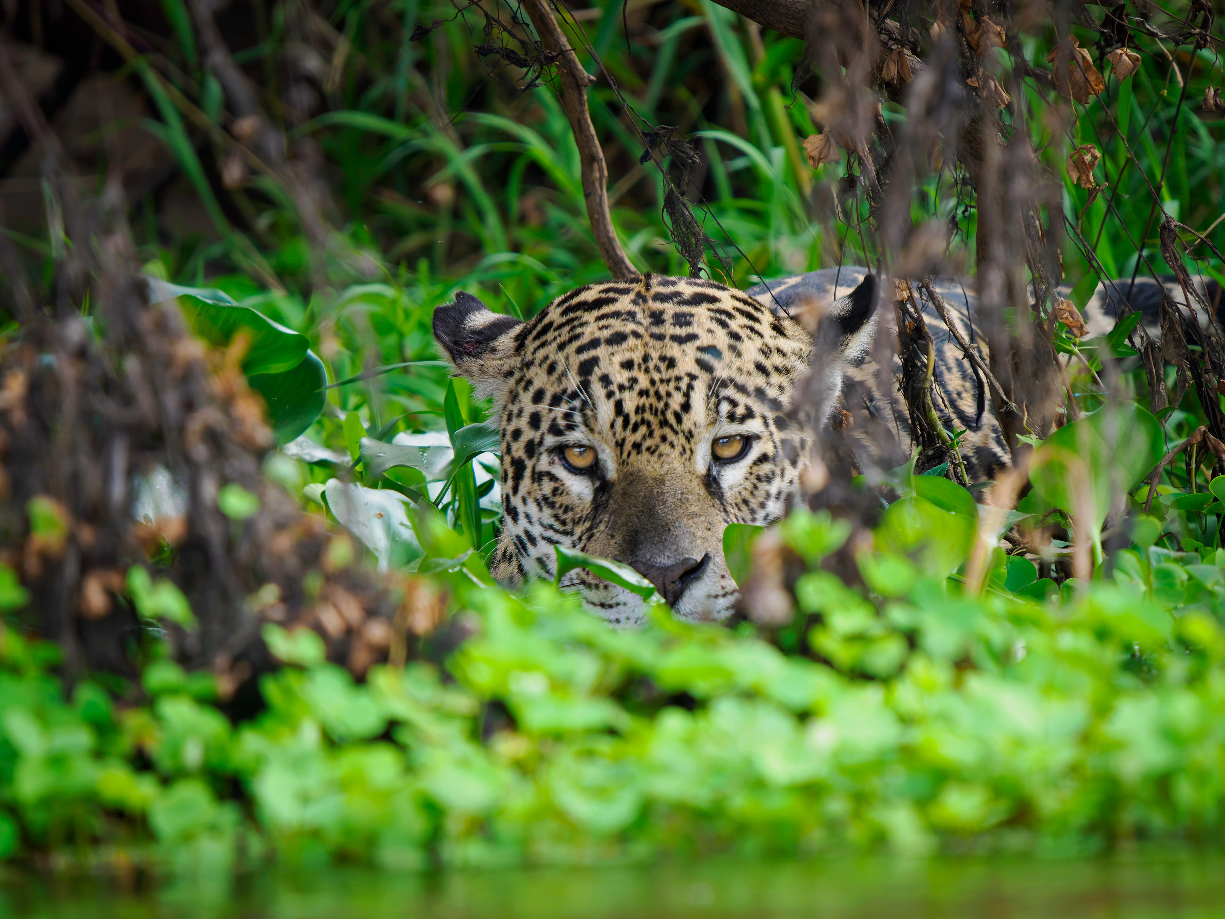 Private Online Classes - 10 Hours