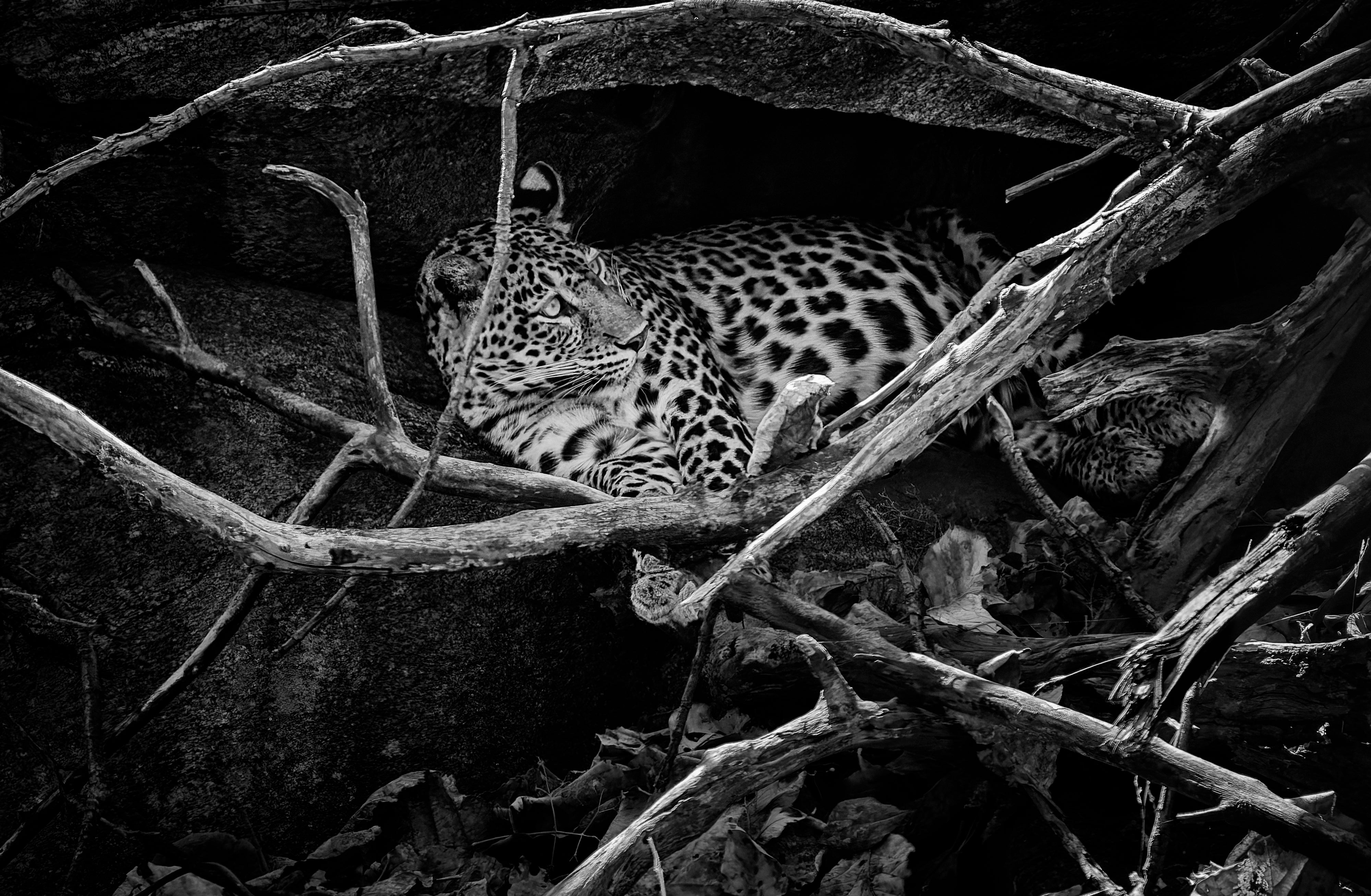 2027 Grand India Adventure - OM System Only: Master Fieldcraft Workshop