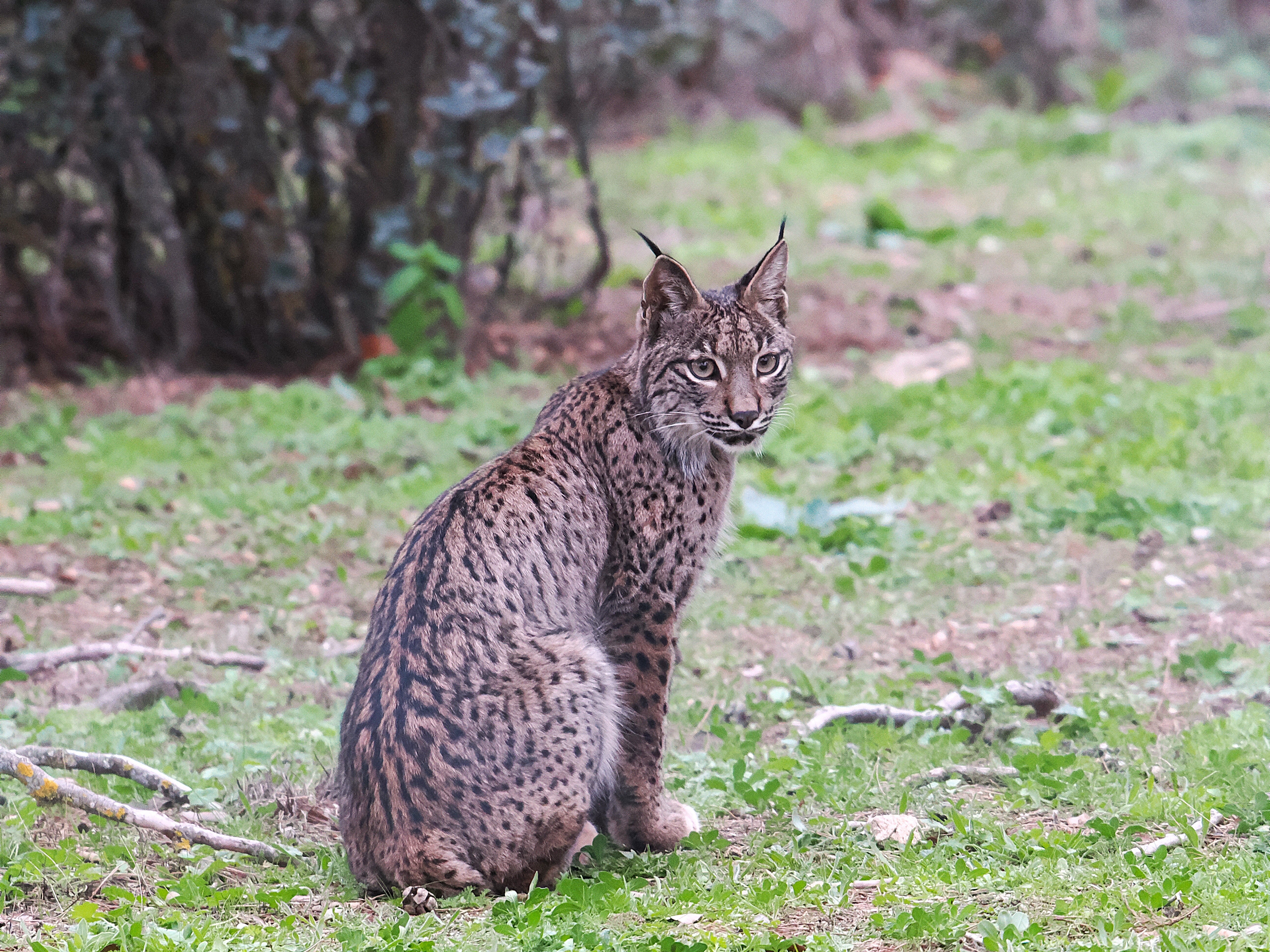2027 Spain's Amazing Wildlife: Master Wildlife Photography