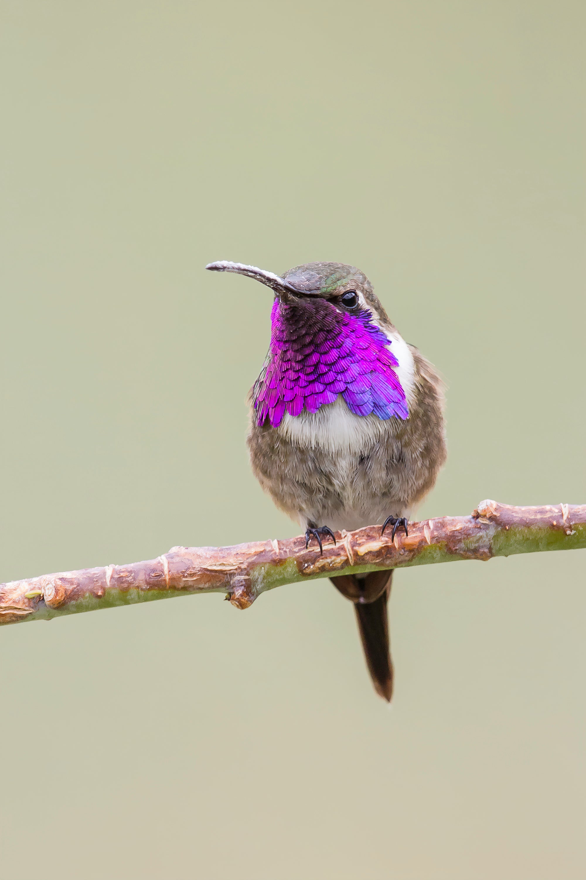 Mastering Hummingbird Photography