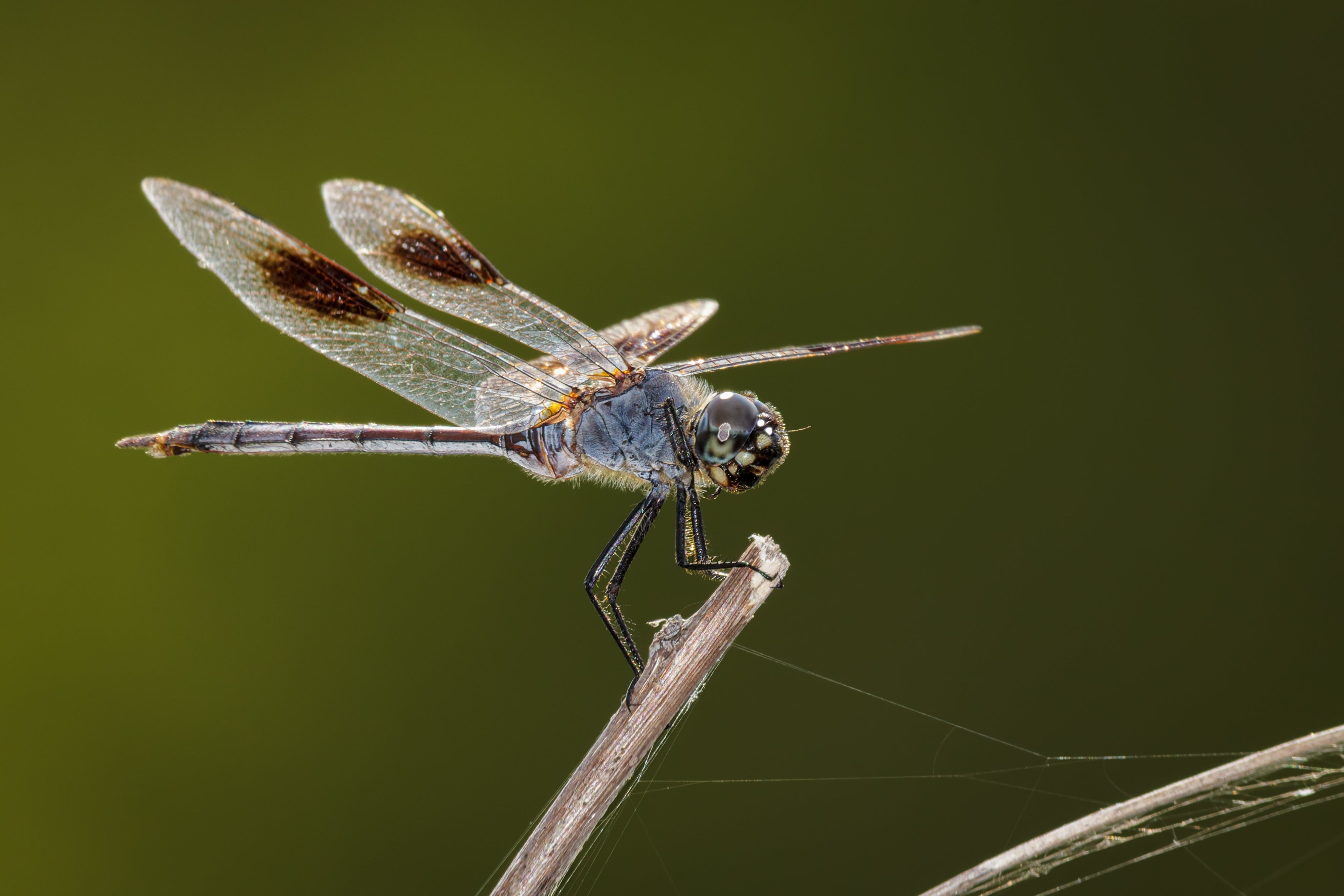 Macro & BBQ - Central Texas