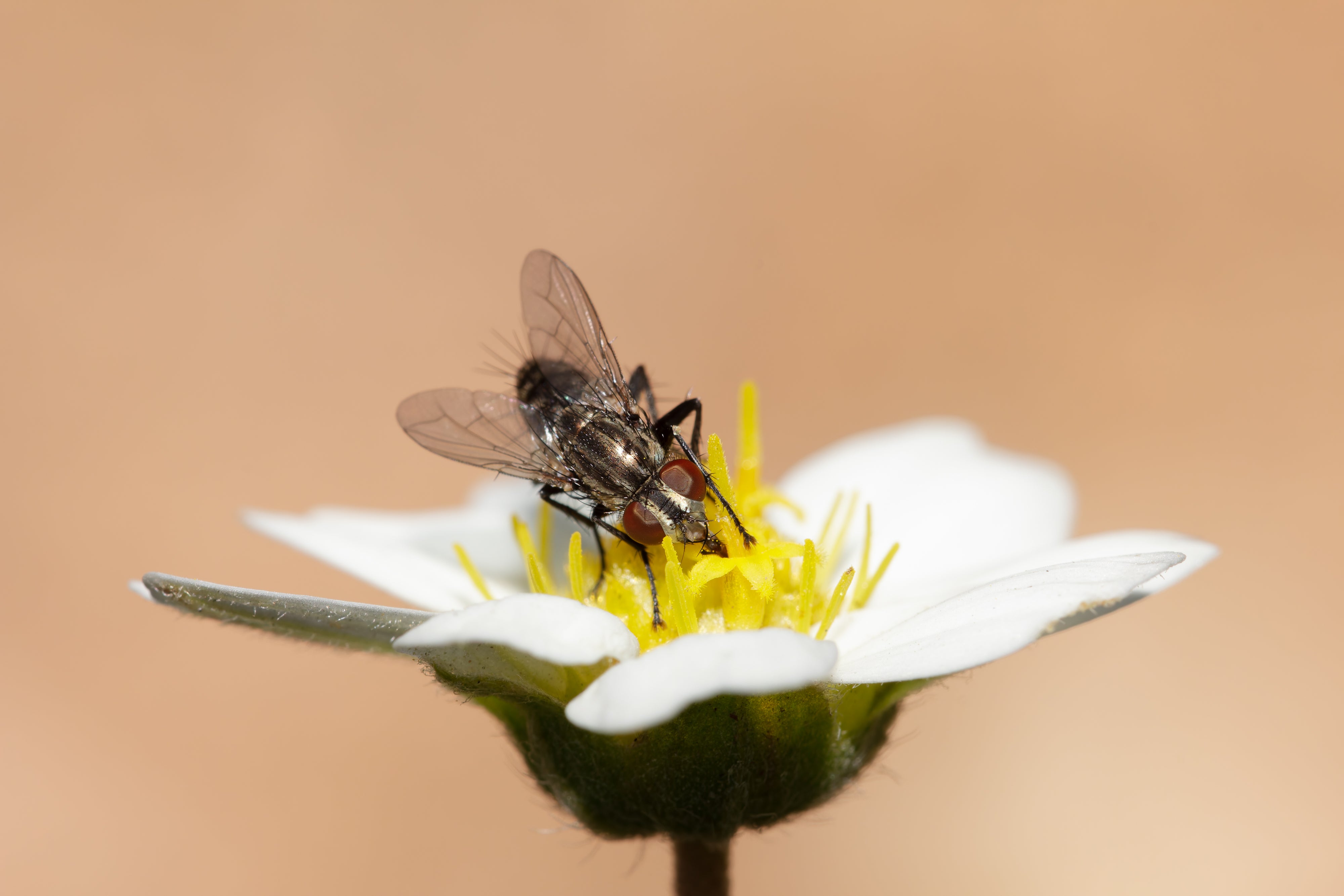 Macro & BBQ - Central Texas
