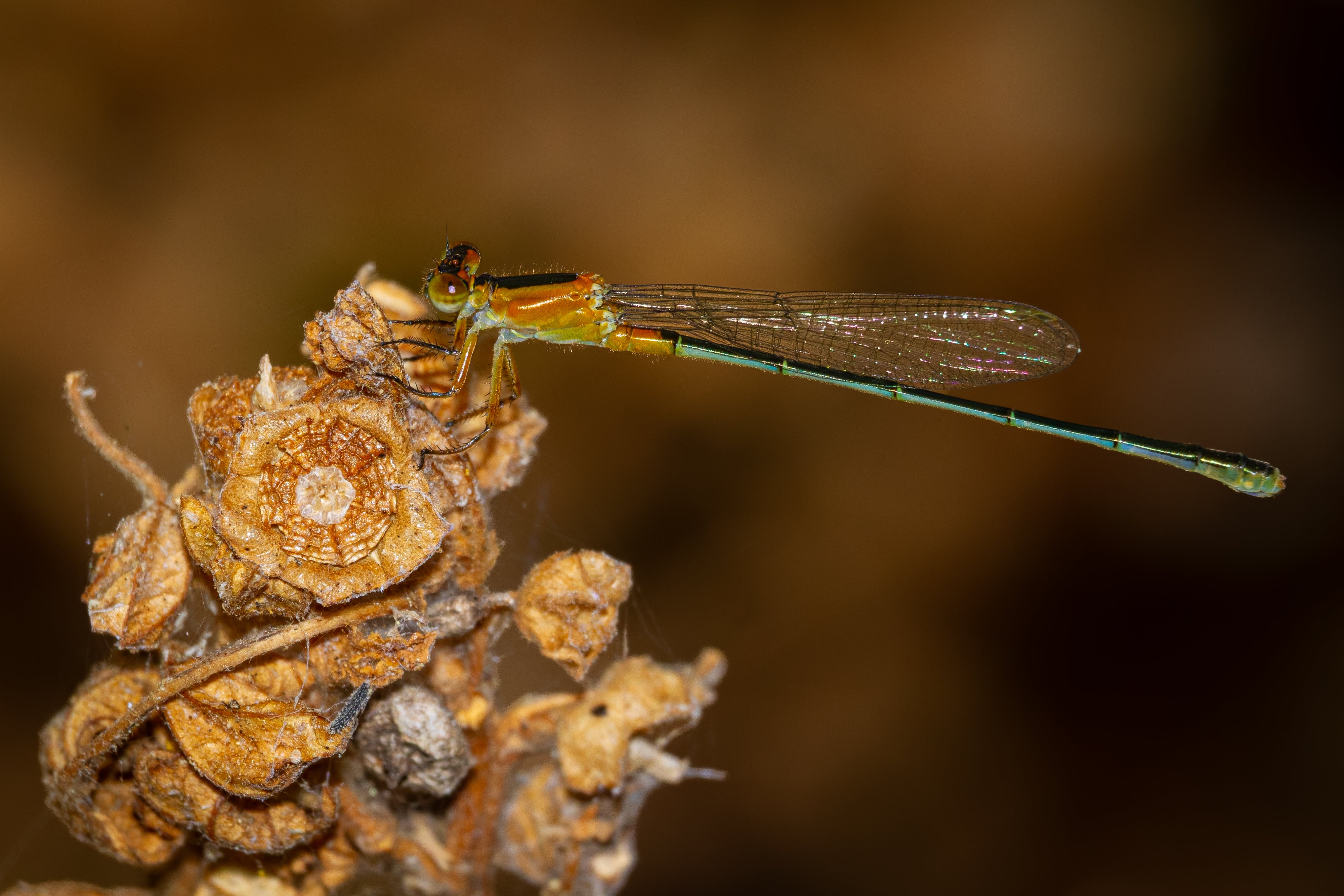 Macro & BBQ - Central Texas