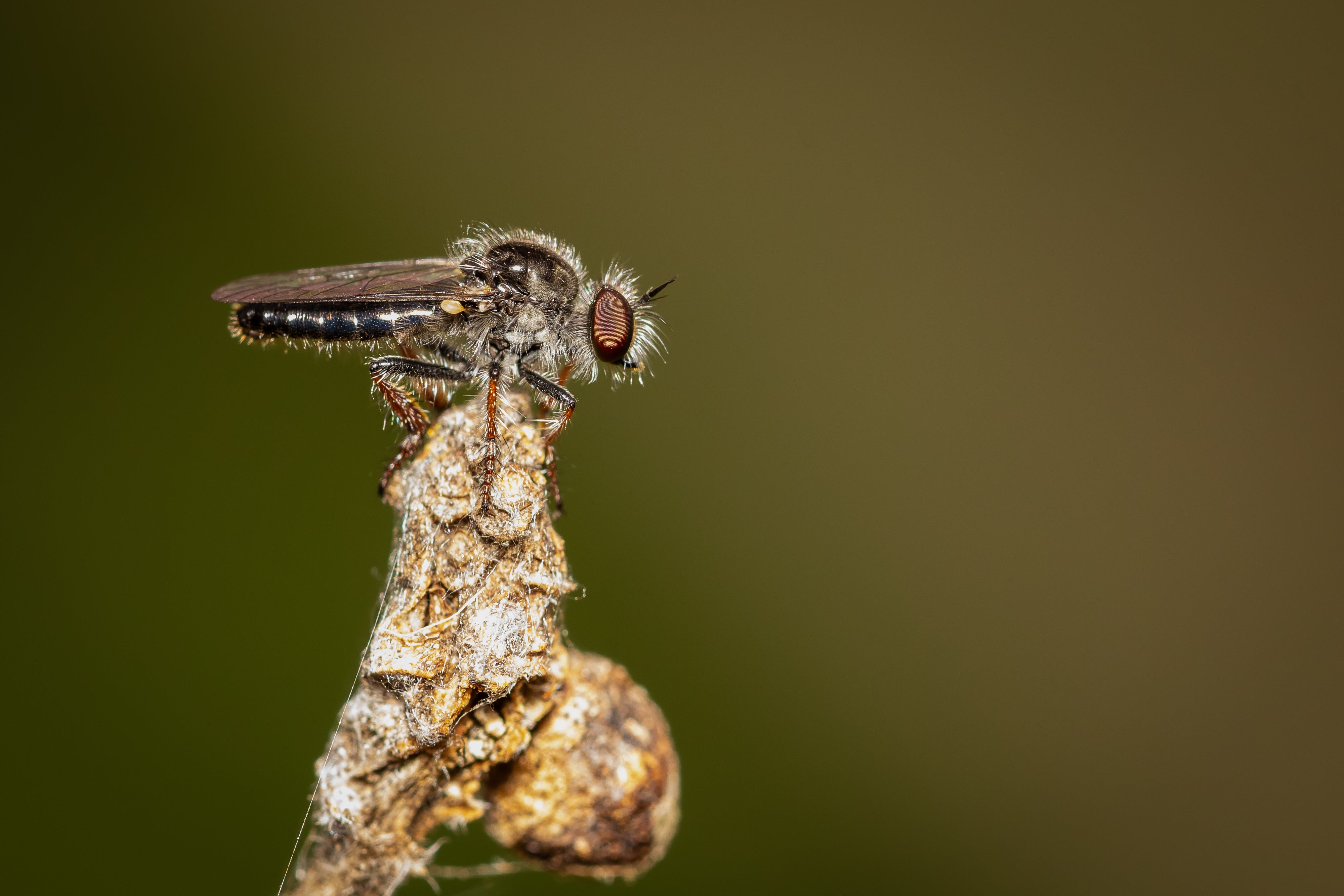 Macro & BBQ - Central Texas