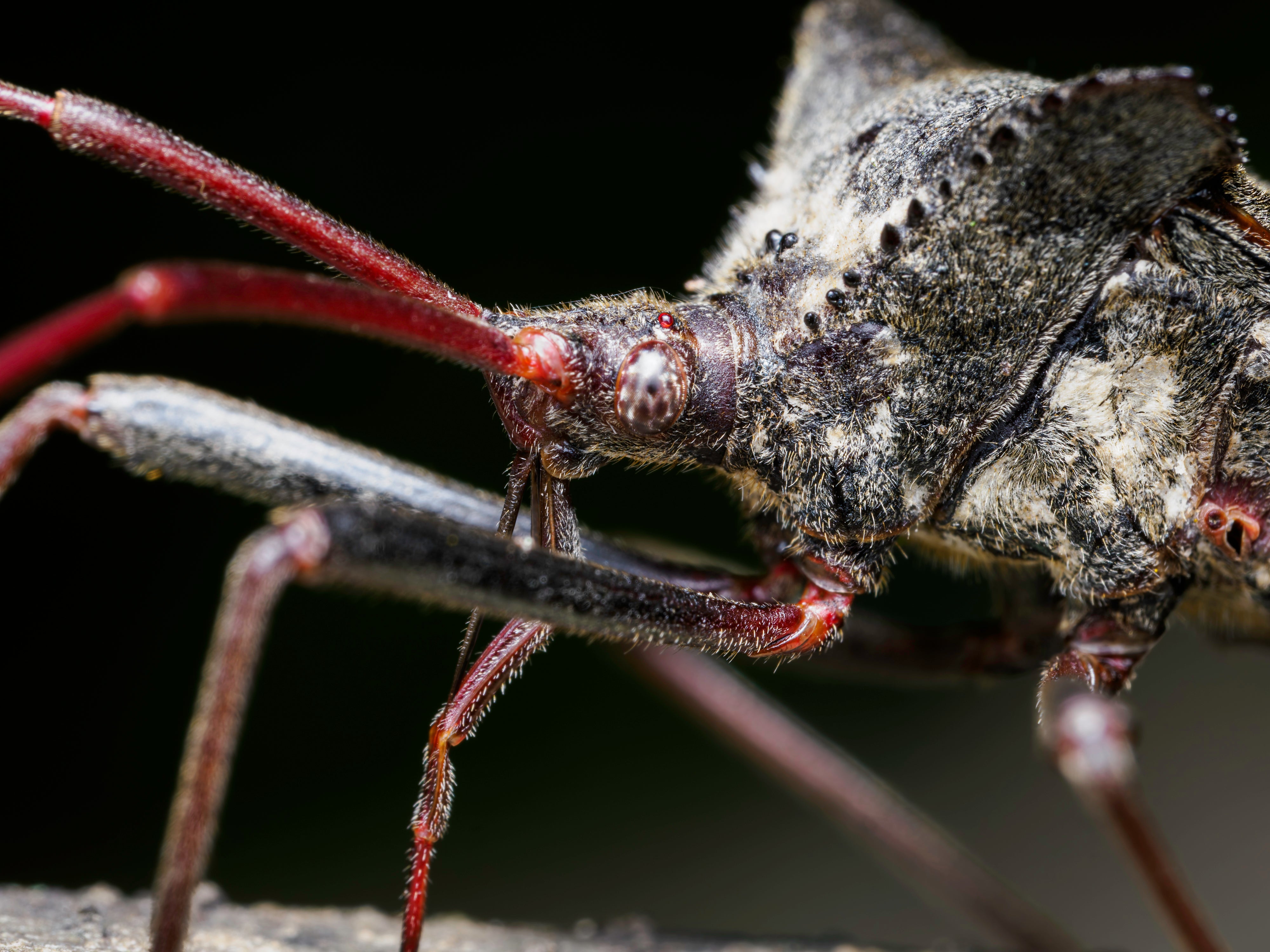 OM System Only – Introduction to Macro Photography