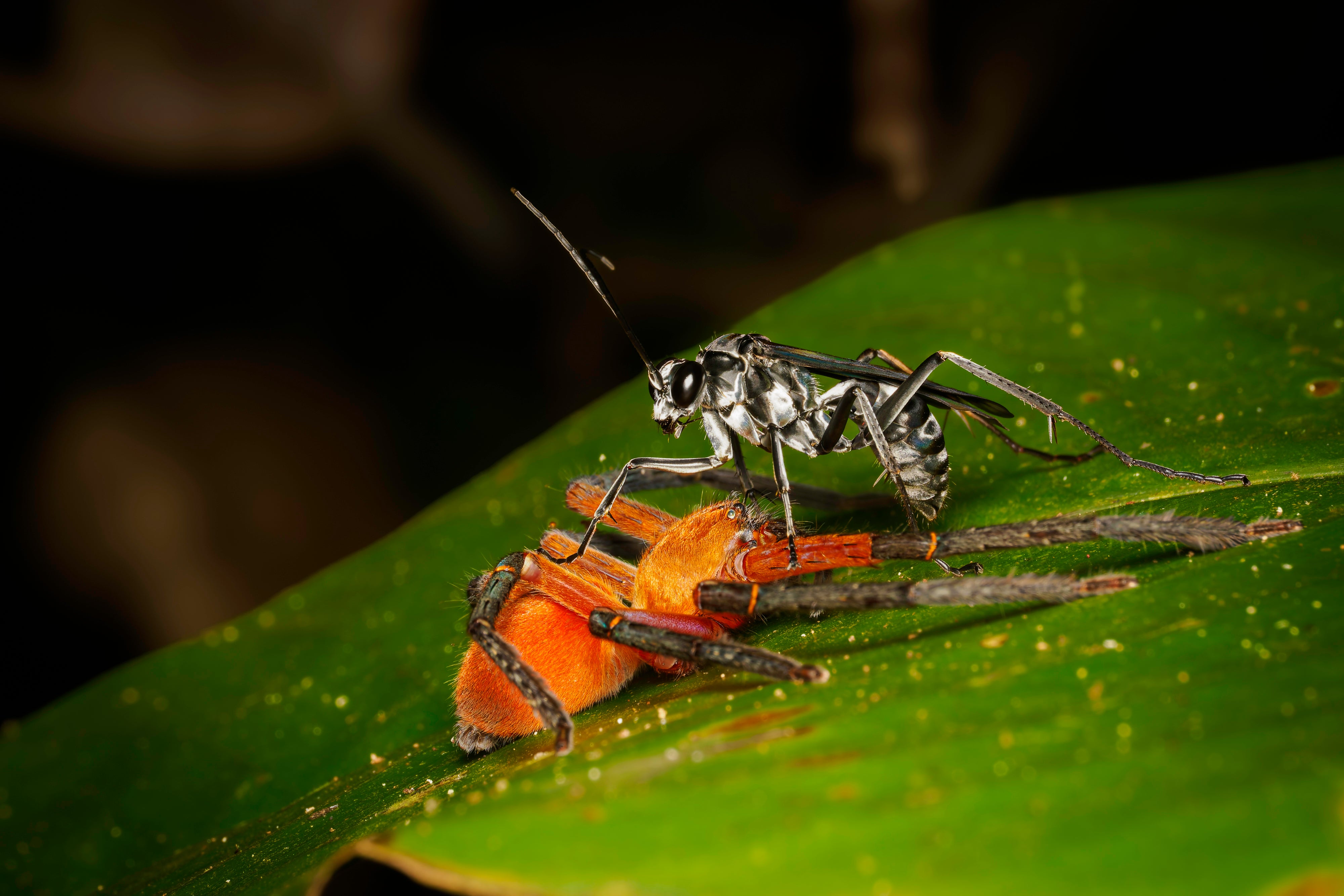 OM System Only – Introduction to Macro Photography