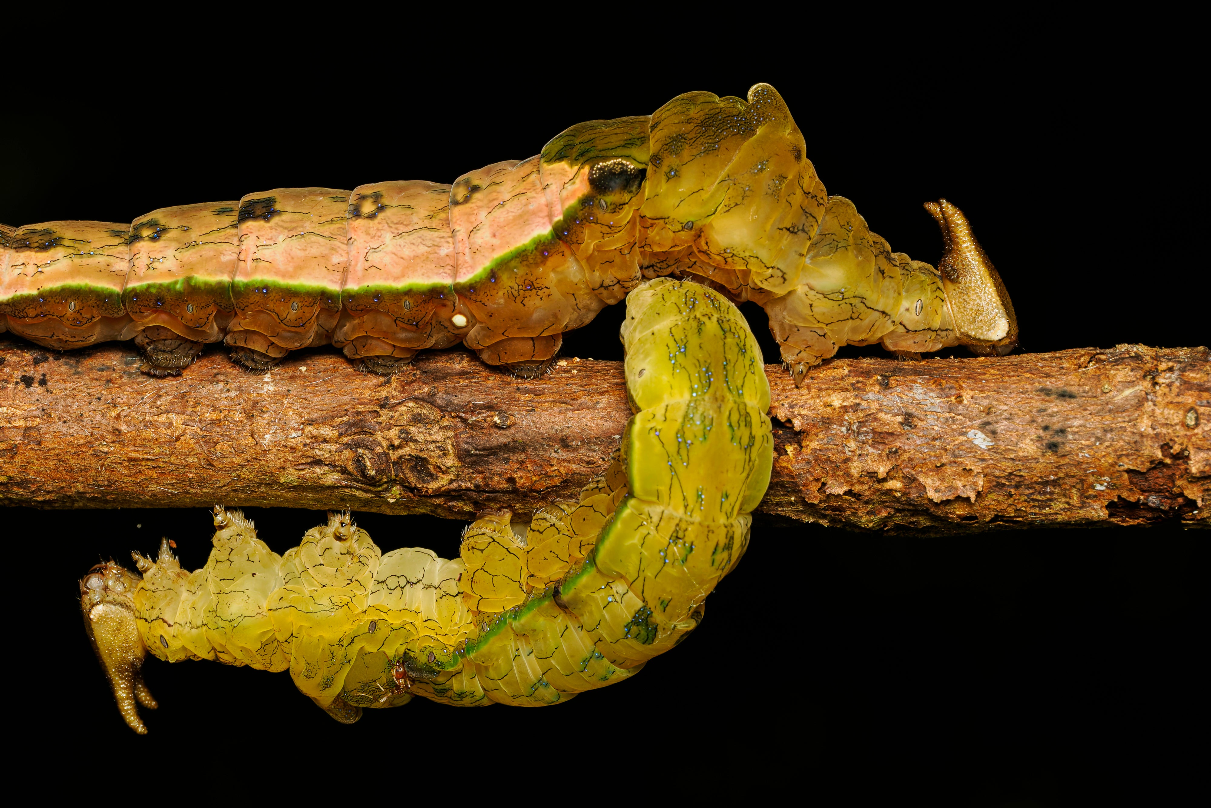 OM System Only – Introduction to Macro Photography