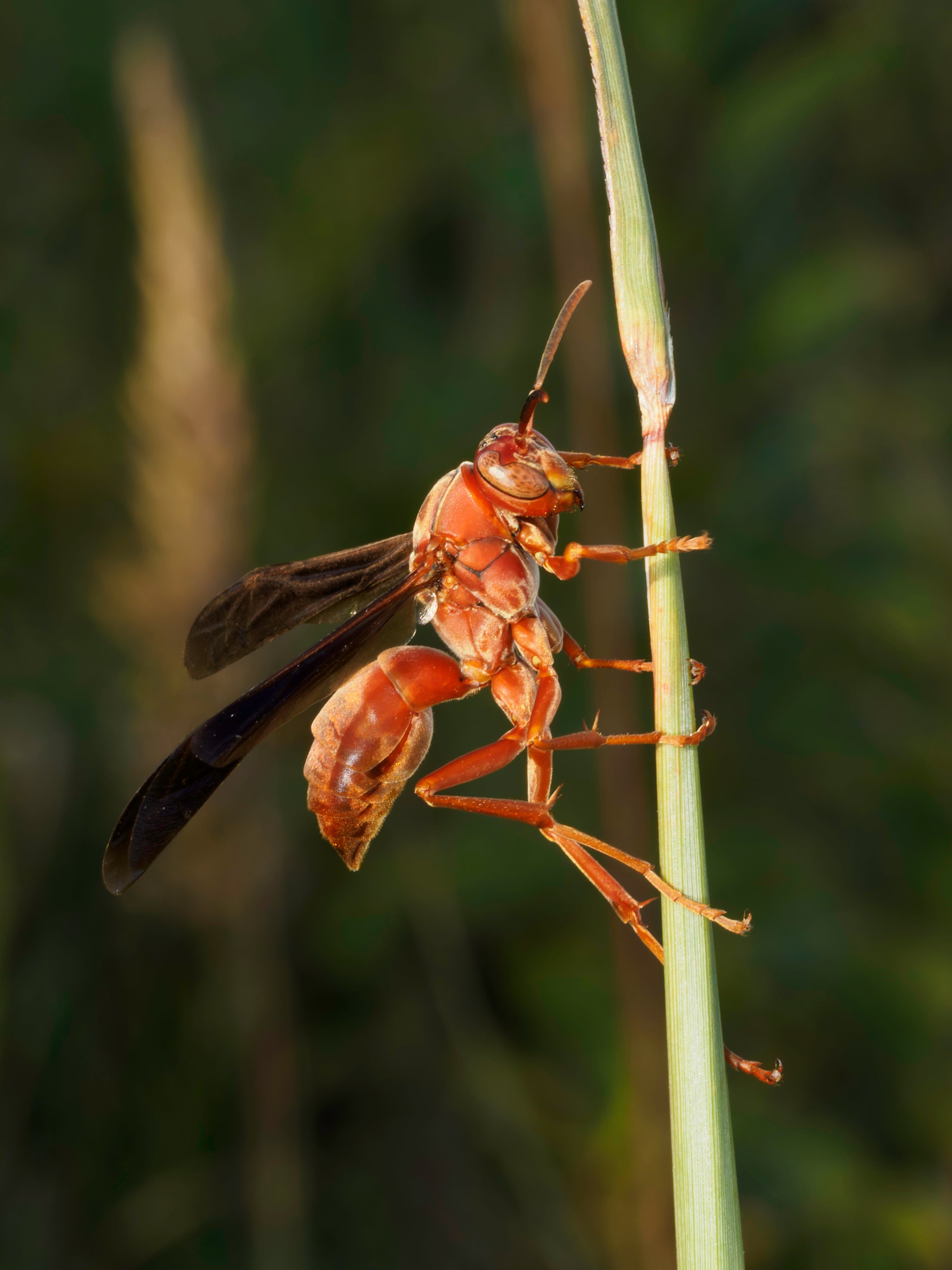 OM System Only – Introduction to Macro Photography