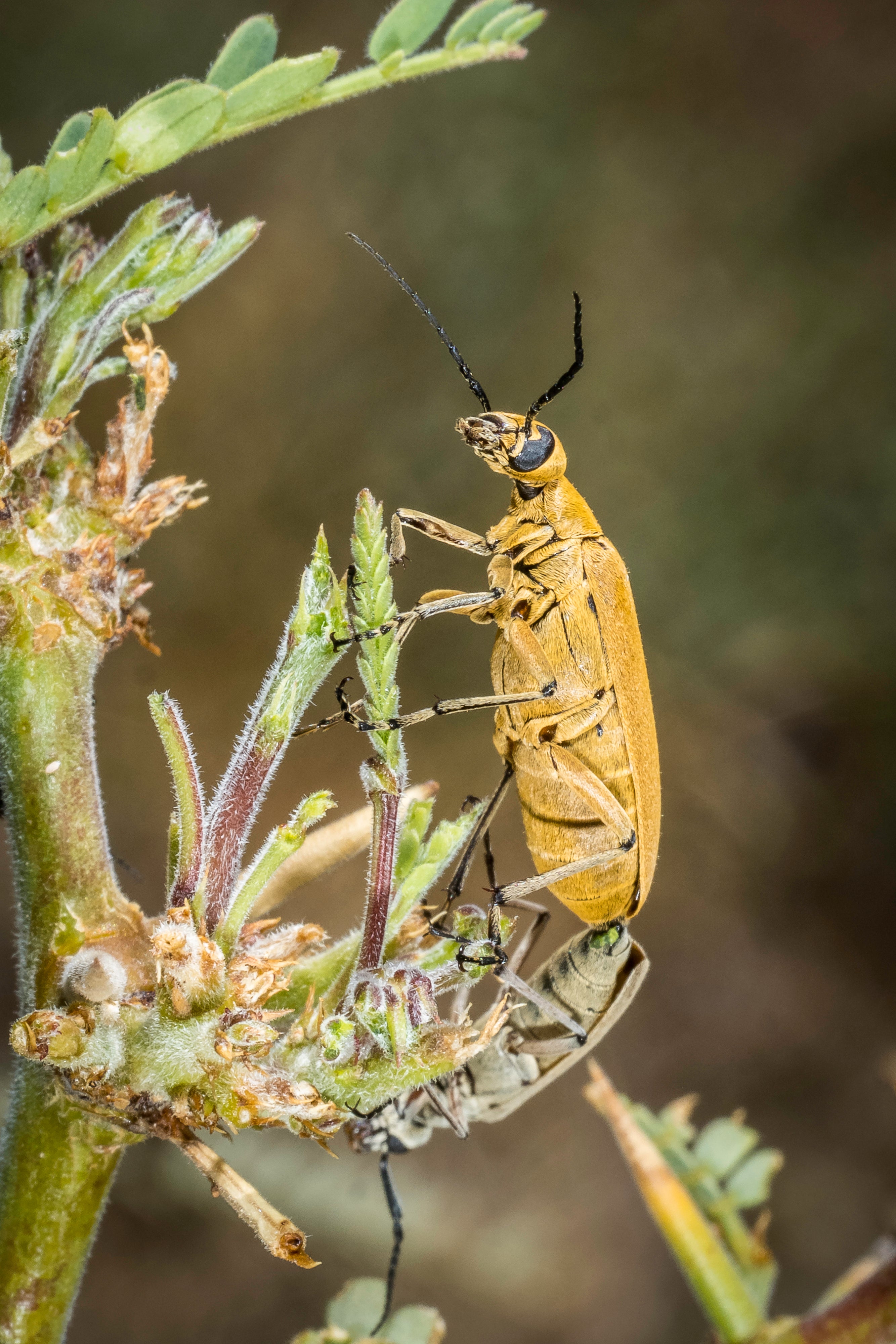 OM System Only – Introduction to Macro Photography