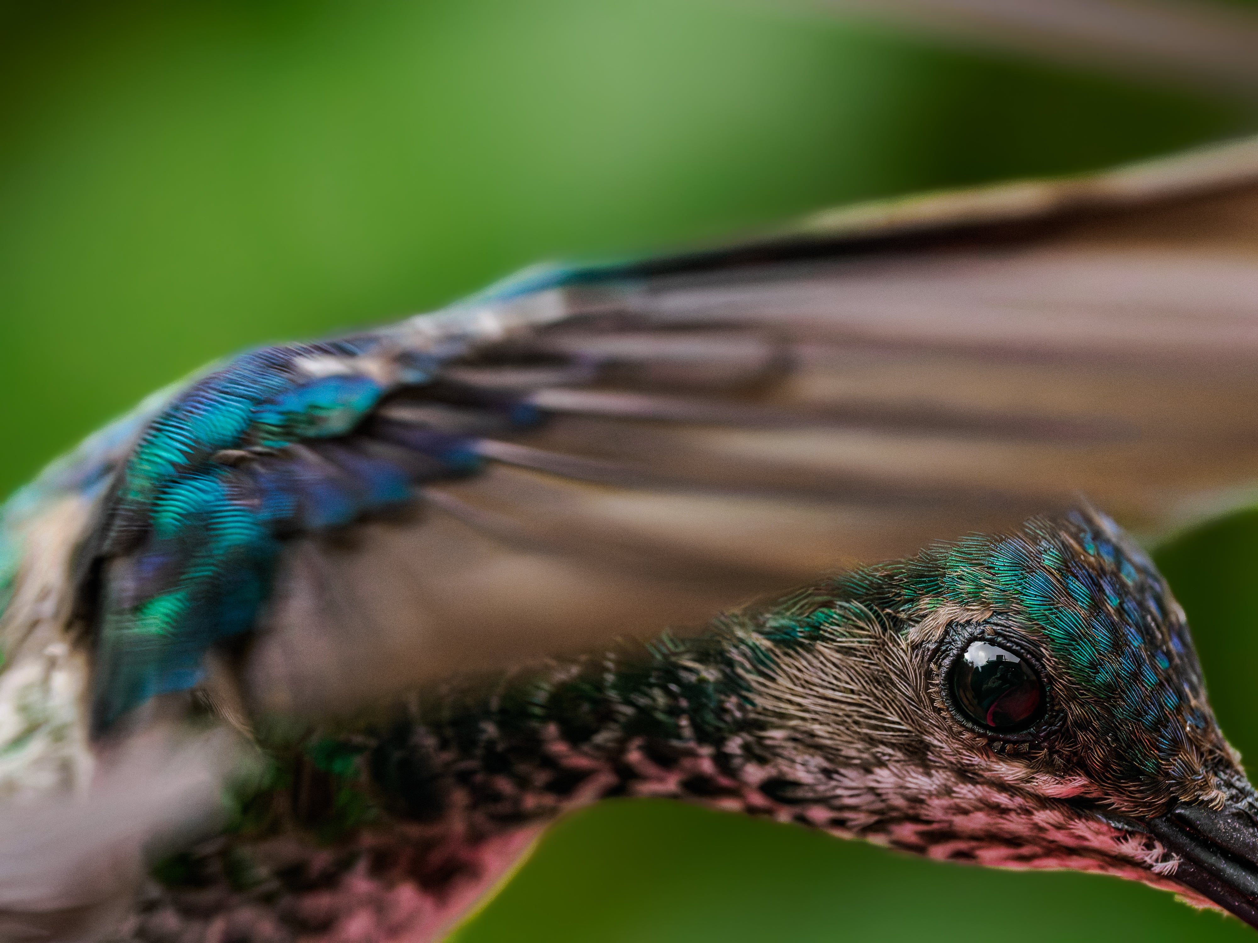 Macro Hummingbird #1.jpg