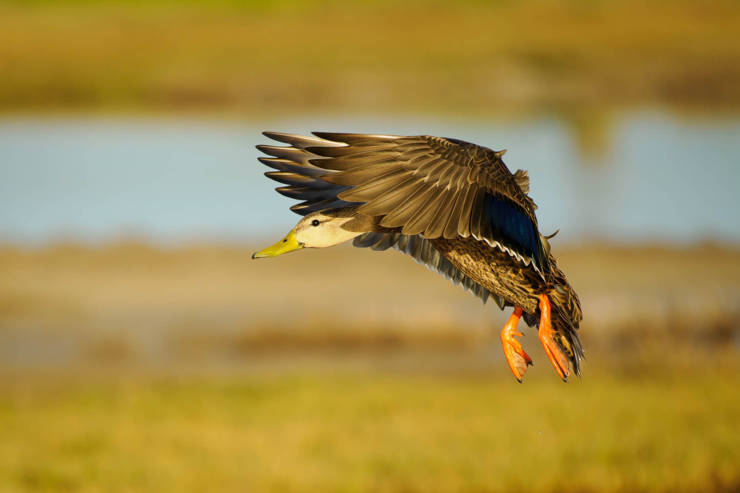 Mastering Birds in Flight