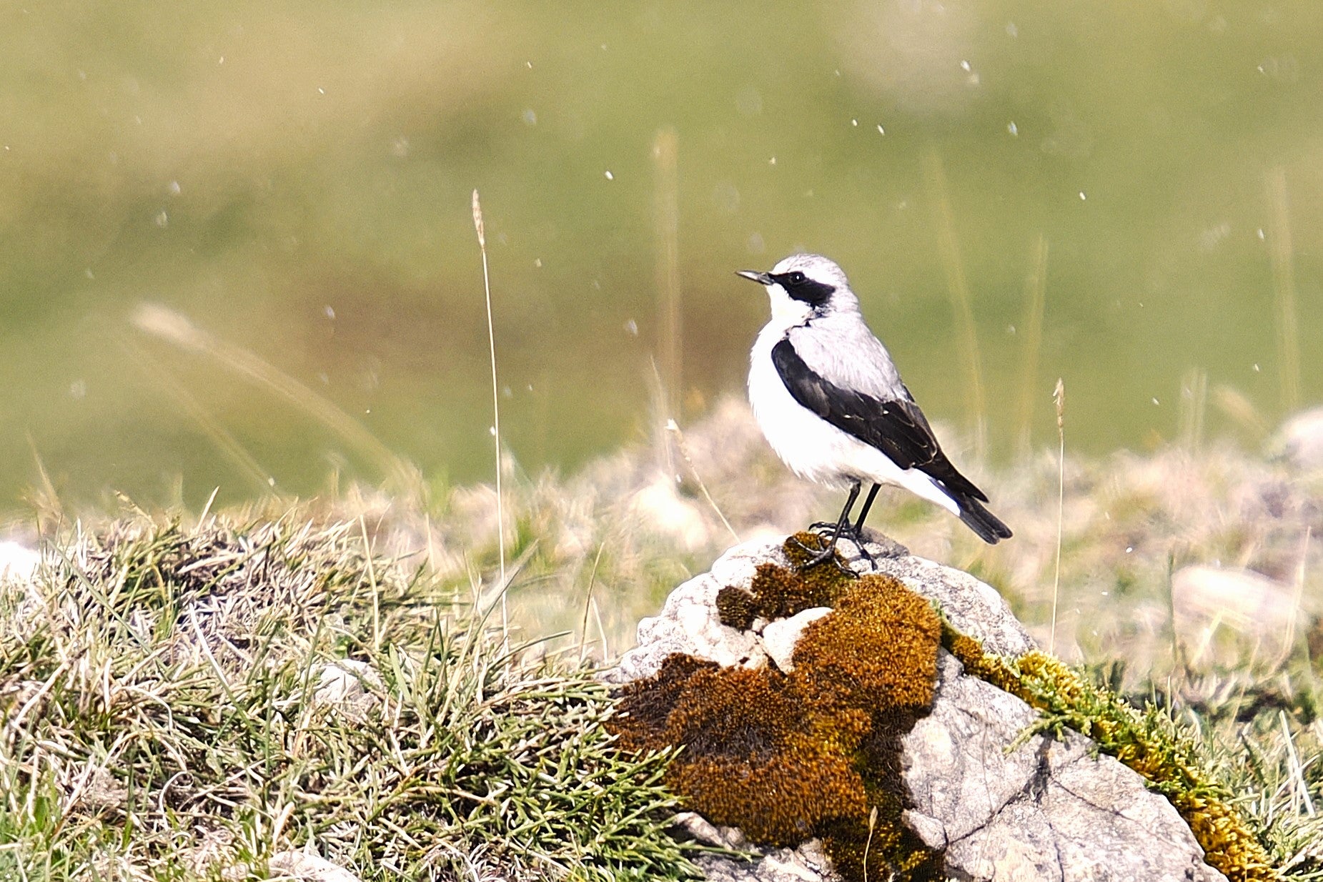 2027 Spain's Amazing Wildlife: Master Wildlife Photography