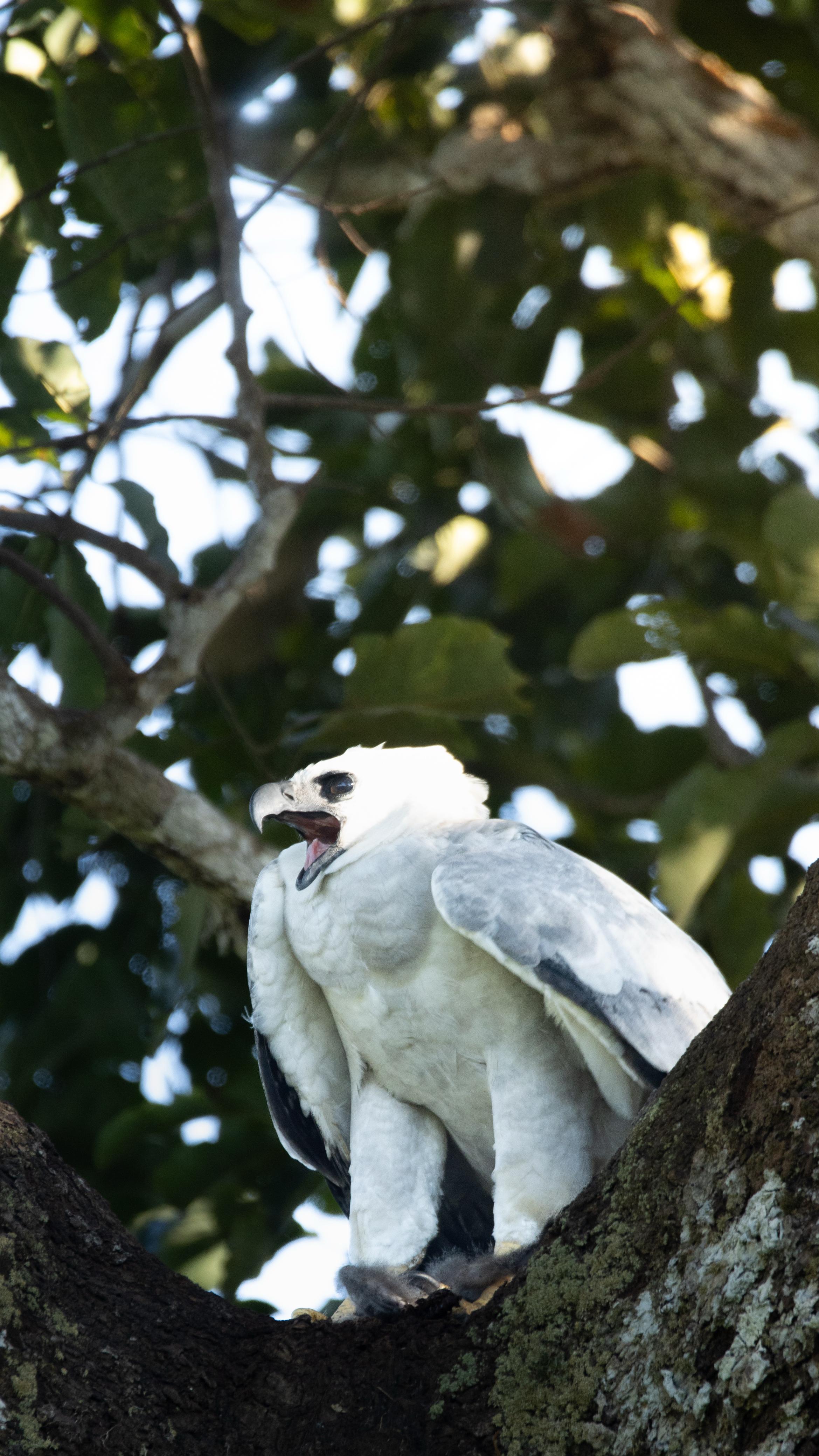 Eyes of the Amazon: Harpy Eagle Expedition (DRAFT)