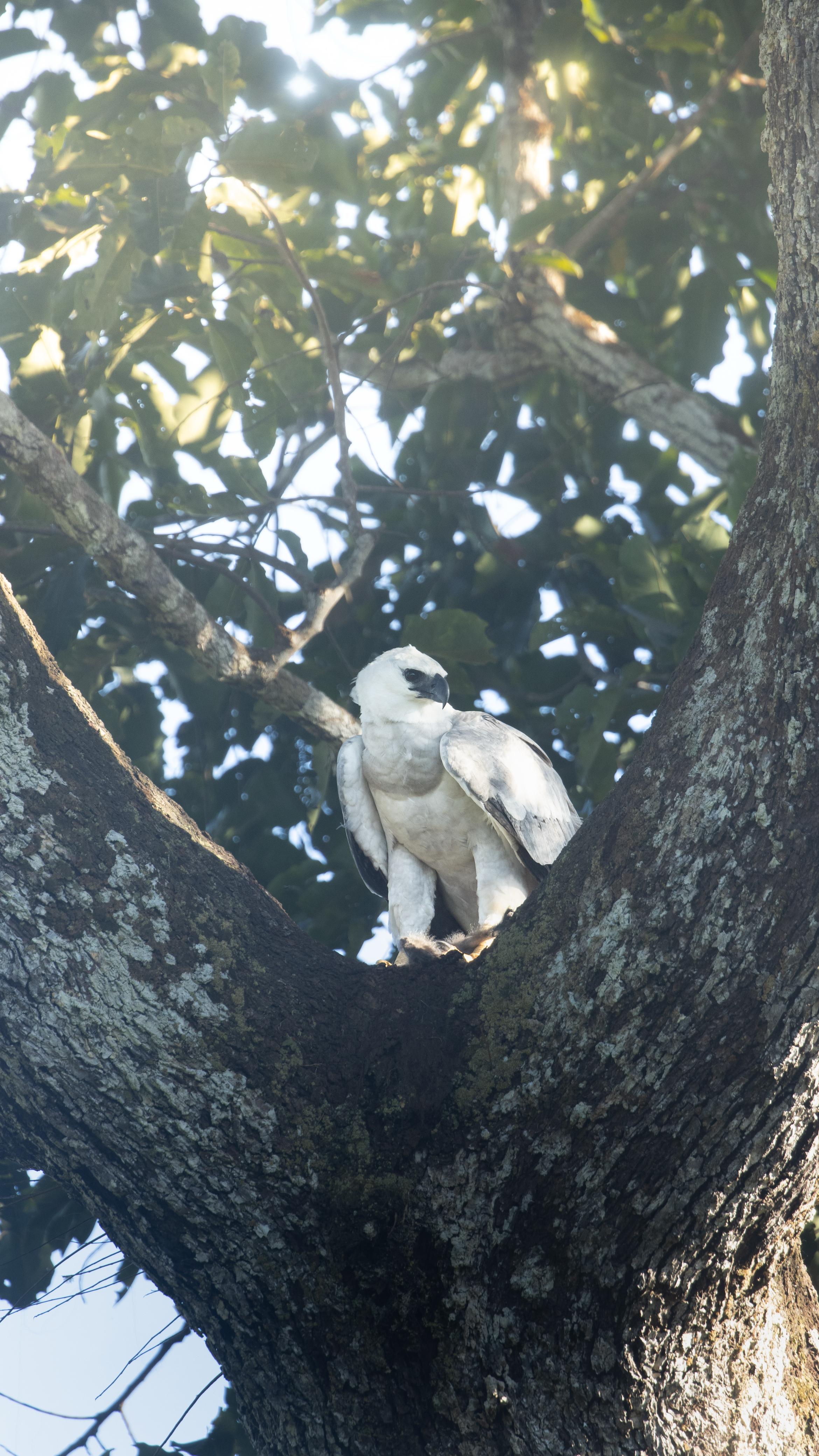 Eyes of the Amazon: Harpy Eagle Expedition (DRAFT)
