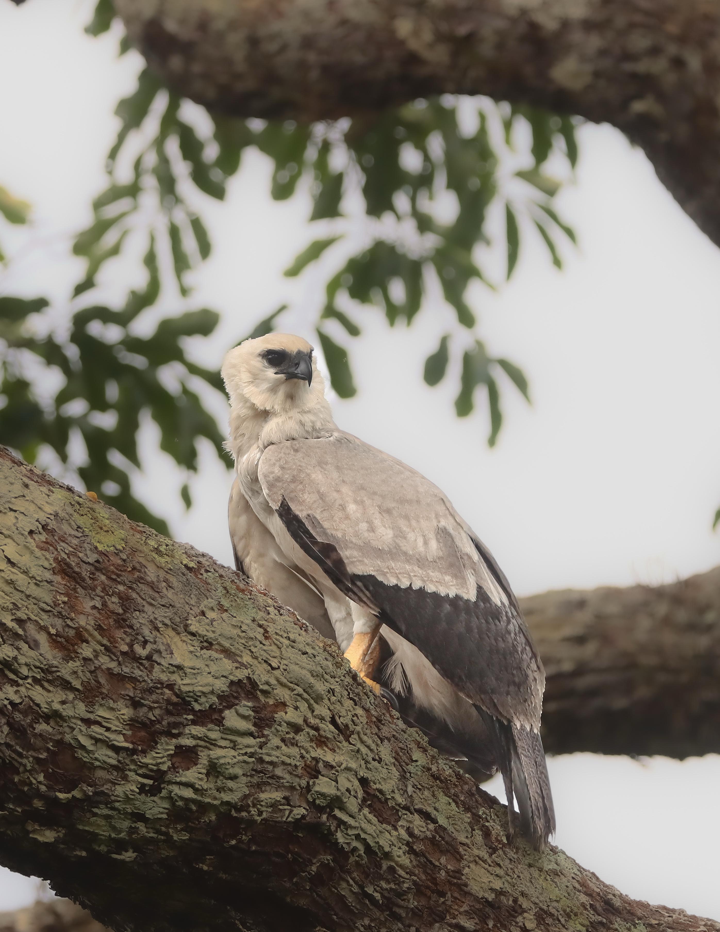 Eyes of the Amazon: Harpy Eagle Expedition (DRAFT)