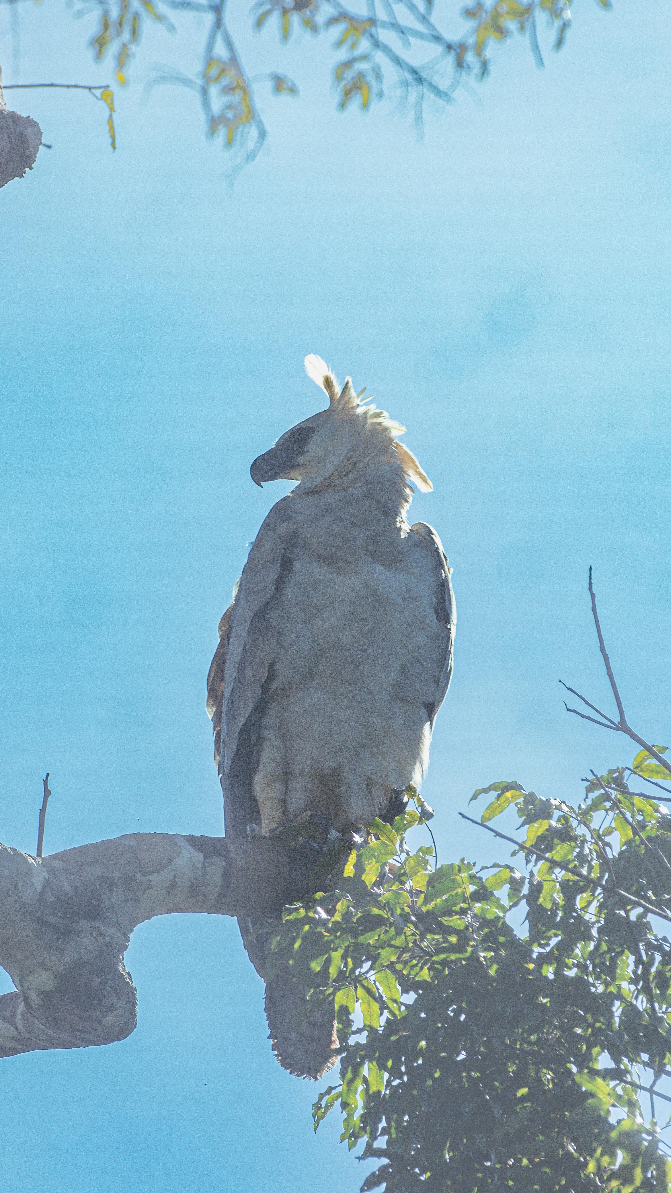 Eyes of the Amazon: Harpy Eagle Expedition (DRAFT)