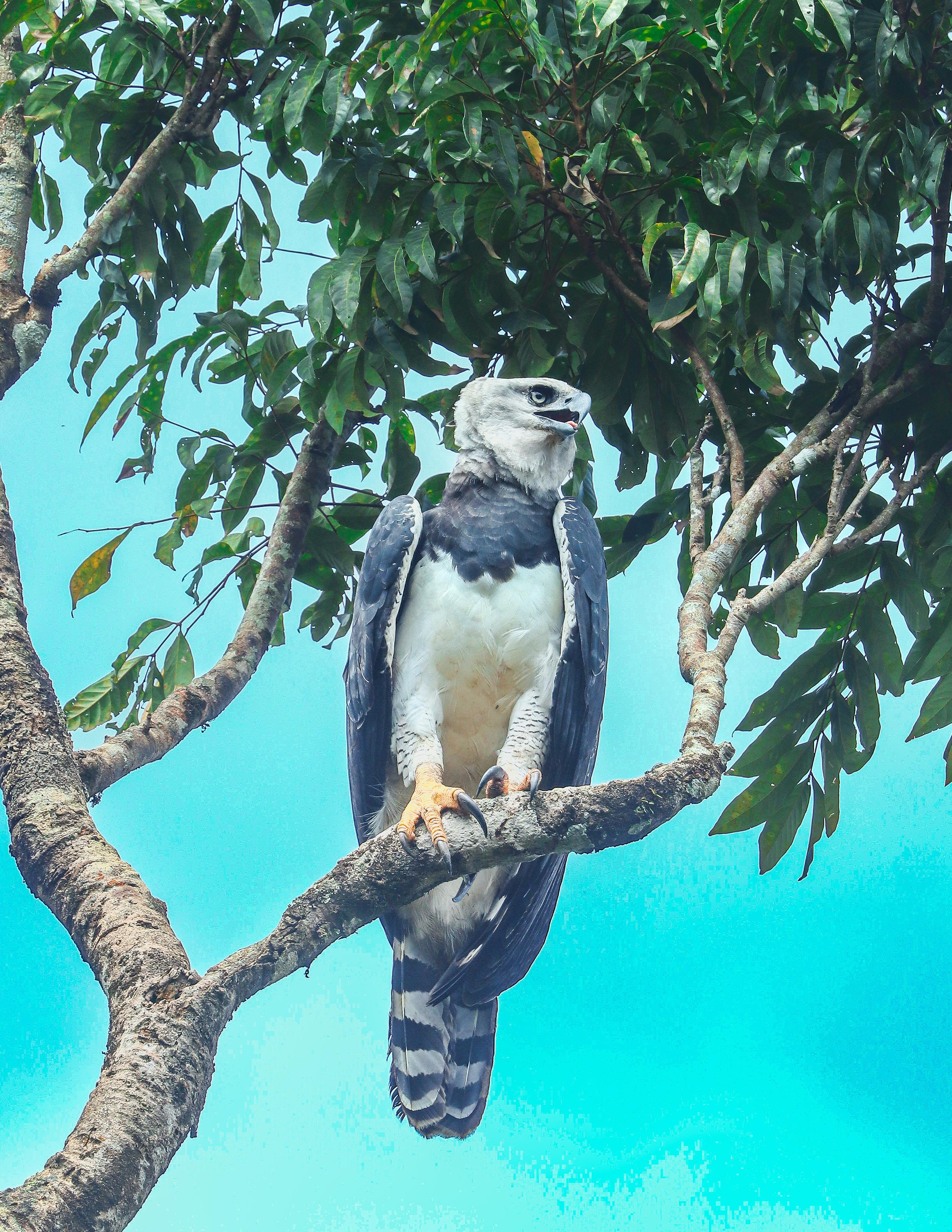 Eyes of the Amazon: Harpy Eagle Expedition (DRAFT)