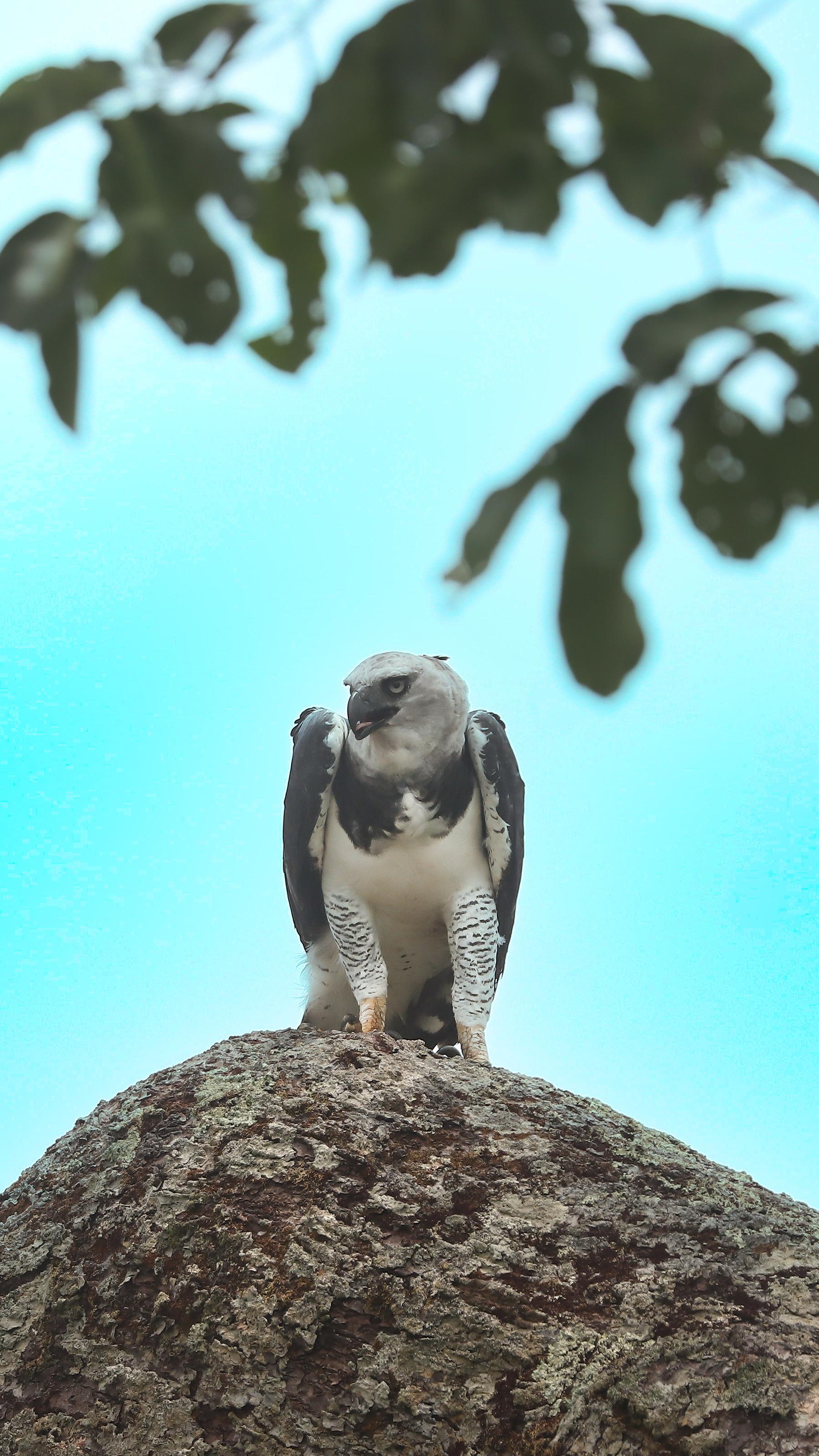 Eyes of the Amazon: Harpy Eagle Expedition (DRAFT)