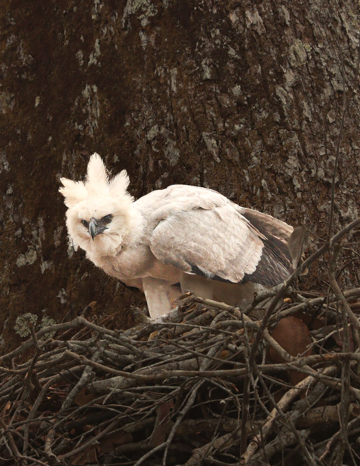 Eyes of the Amazon: Harpy Eagle Expedition (DRAFT)