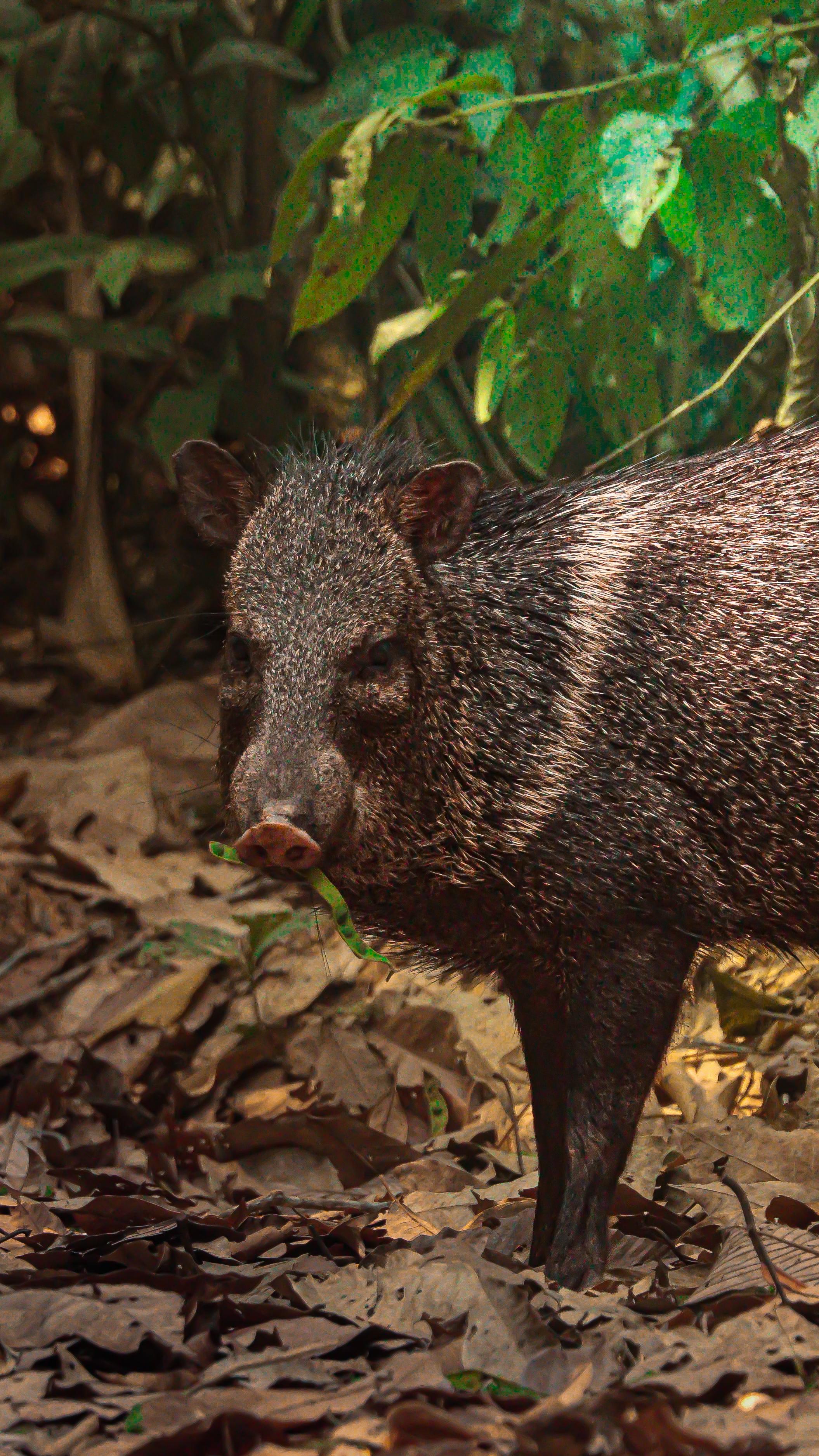 Eyes of the Amazon: Harpy Eagle Expedition (DRAFT)