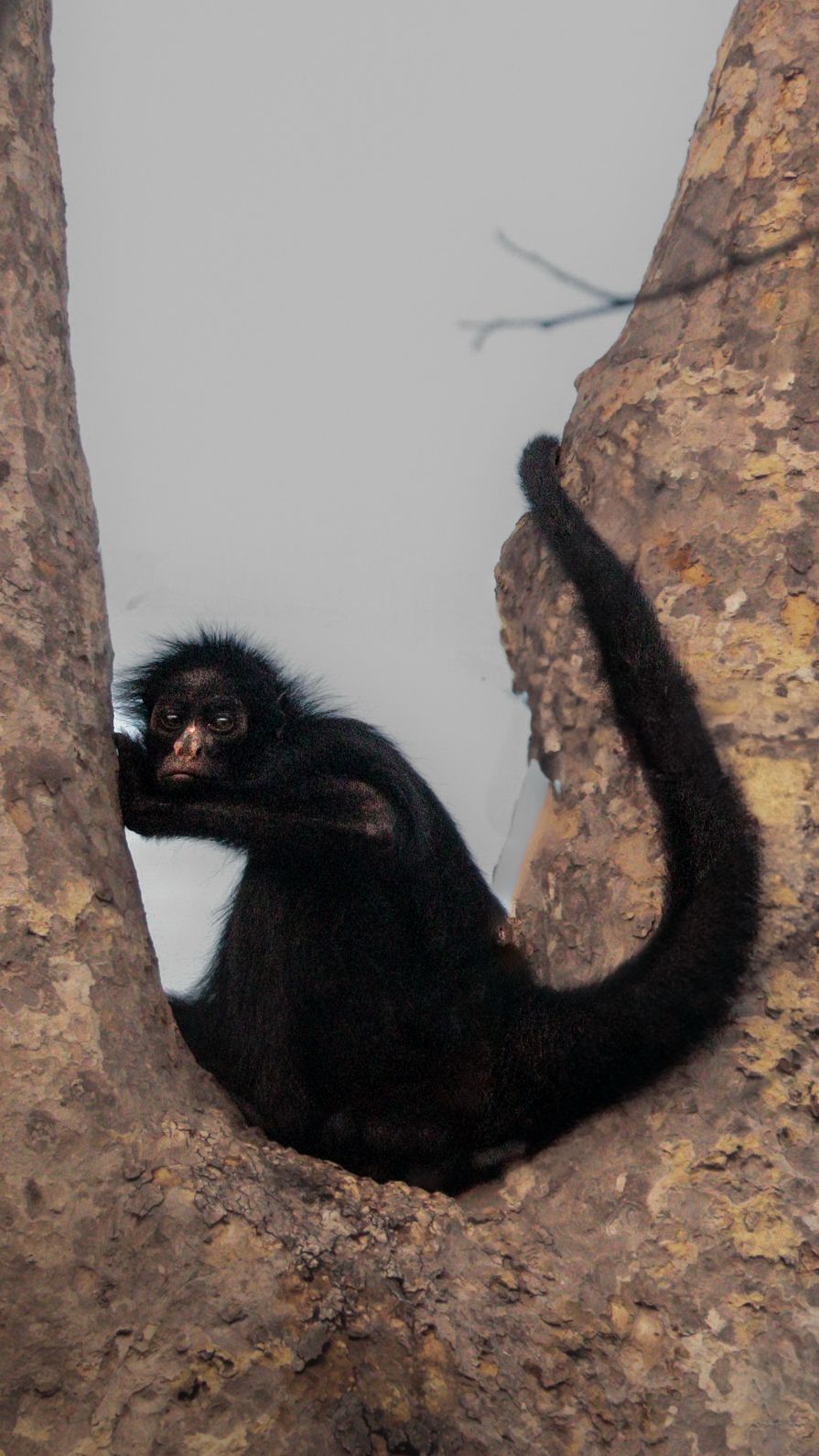 Eyes of the Amazon: Harpy Eagle Expedition (DRAFT)