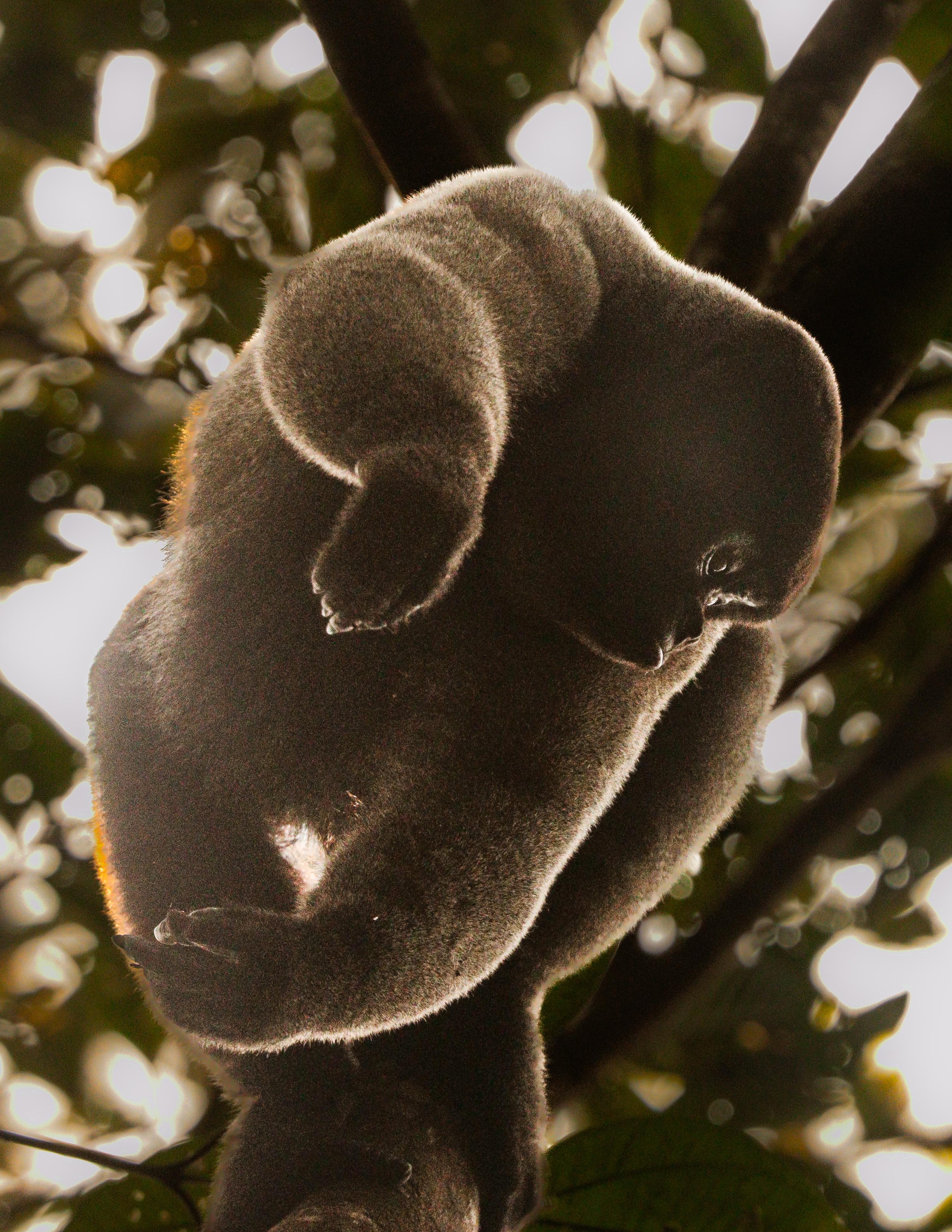 Eyes of the Amazon: Harpy Eagle Expedition (DRAFT)