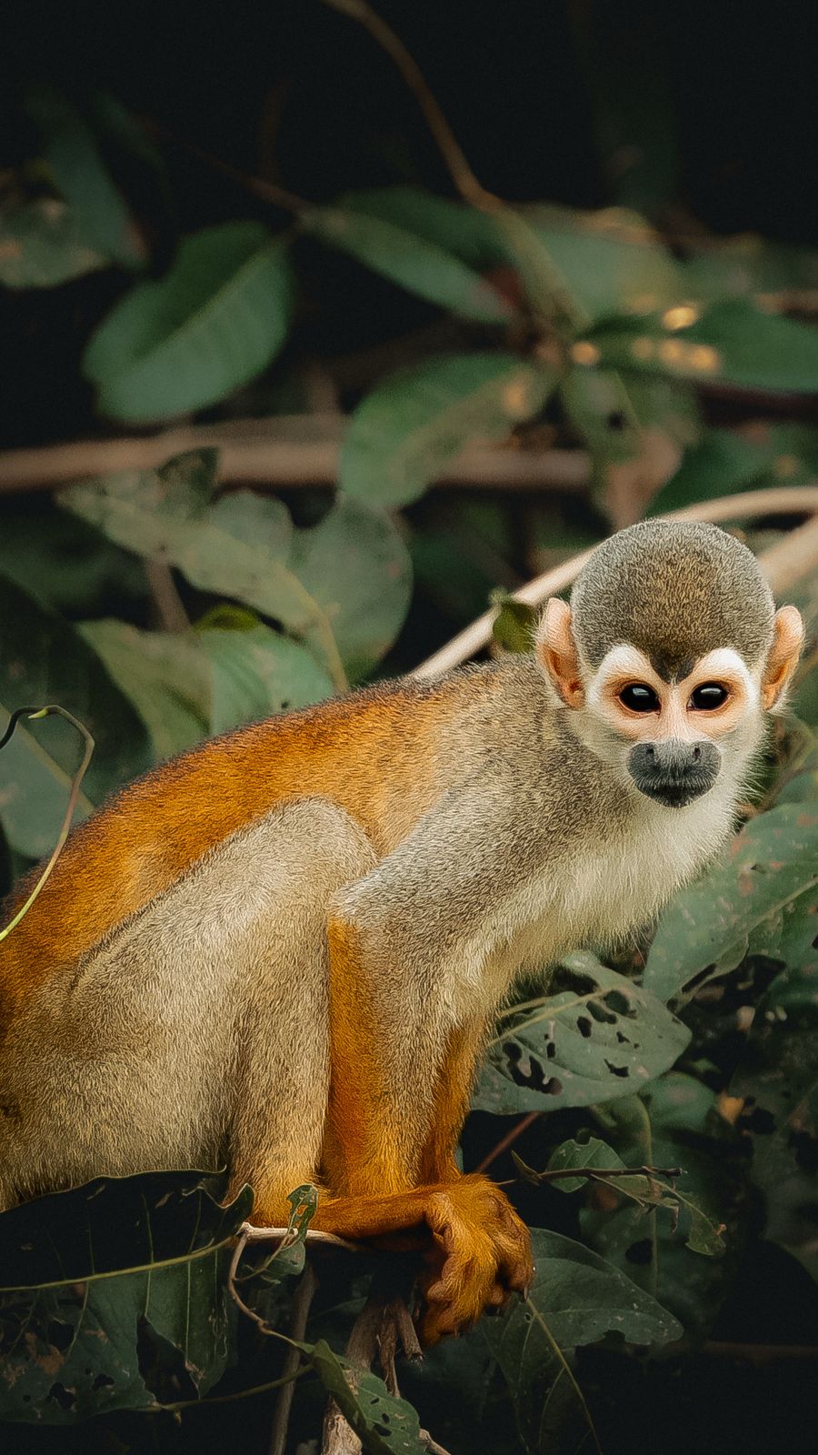 Eyes of the Amazon: Harpy Eagle Expedition (DRAFT)