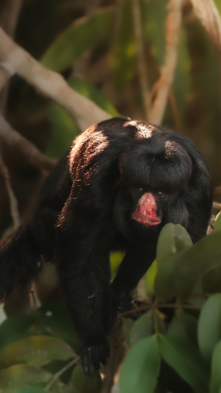 Eyes of the Amazon: Harpy Eagle Expedition (DRAFT)