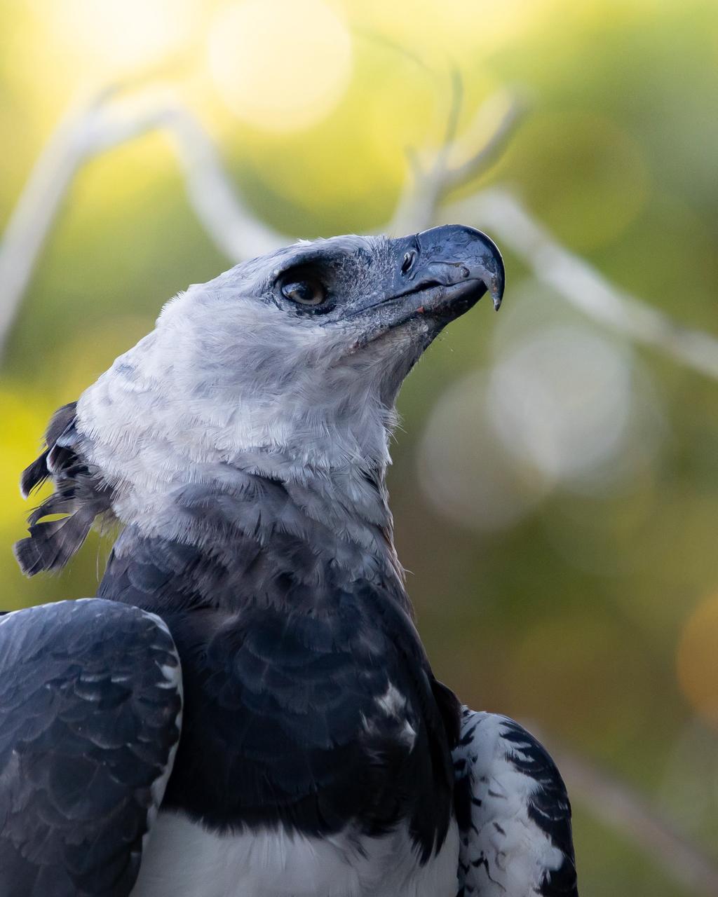 Eyes of the Amazon: Harpy Eagle Expedition (DRAFT)