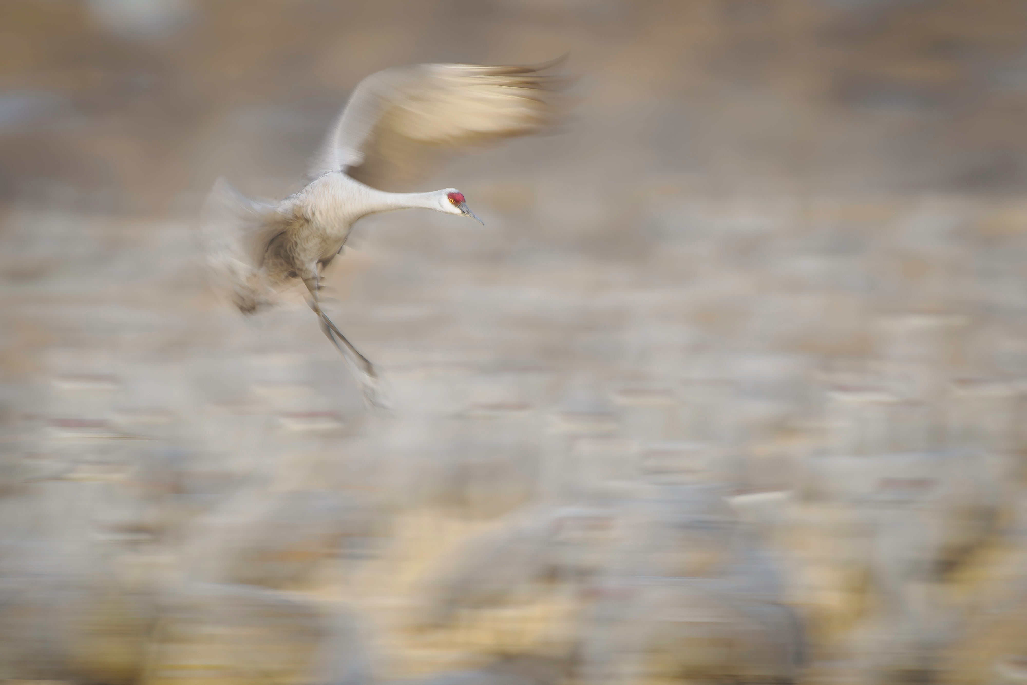 2027 Mastering Birds in Flight - New Mexico