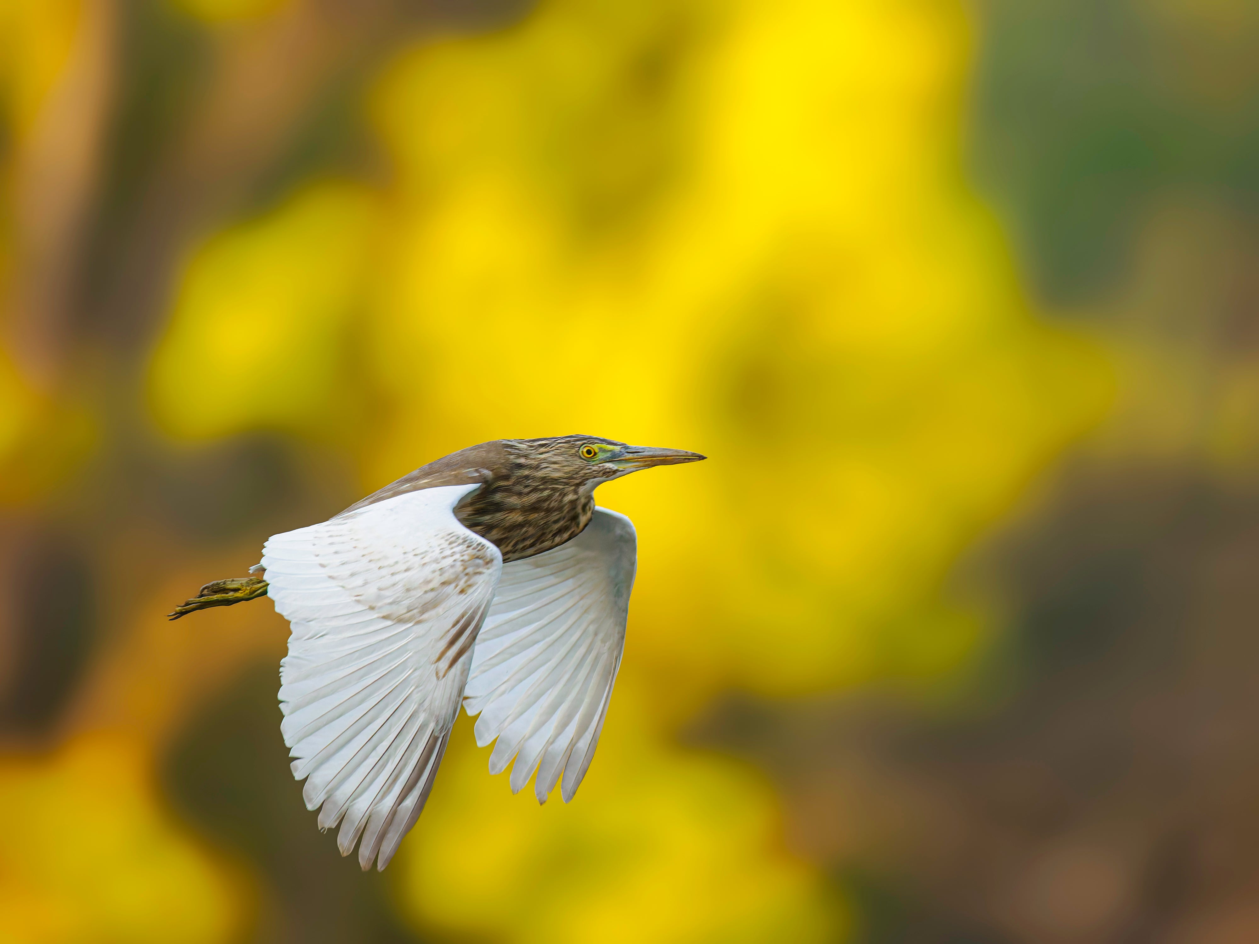 2027 Grand India Adventure - OM System Only: Master Fieldcraft Workshop